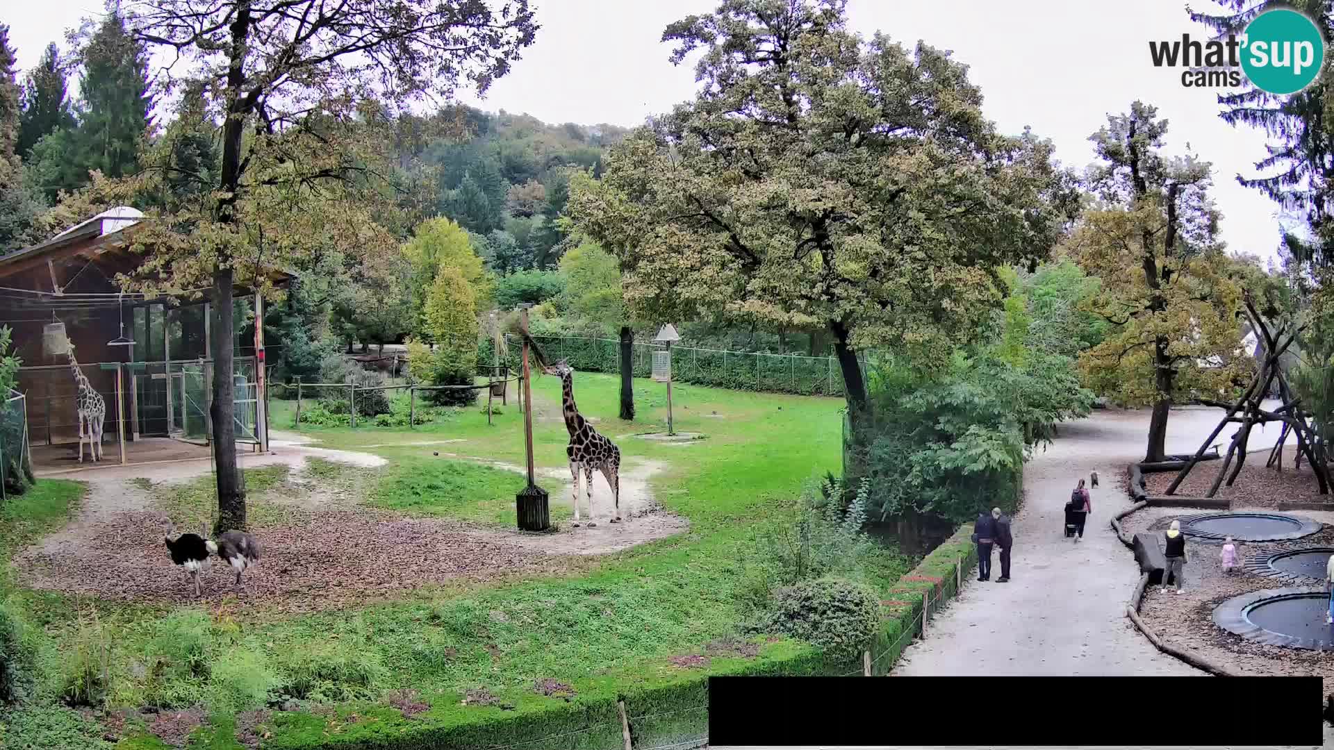 Webcam live Zoo Lubiana – Giraffe