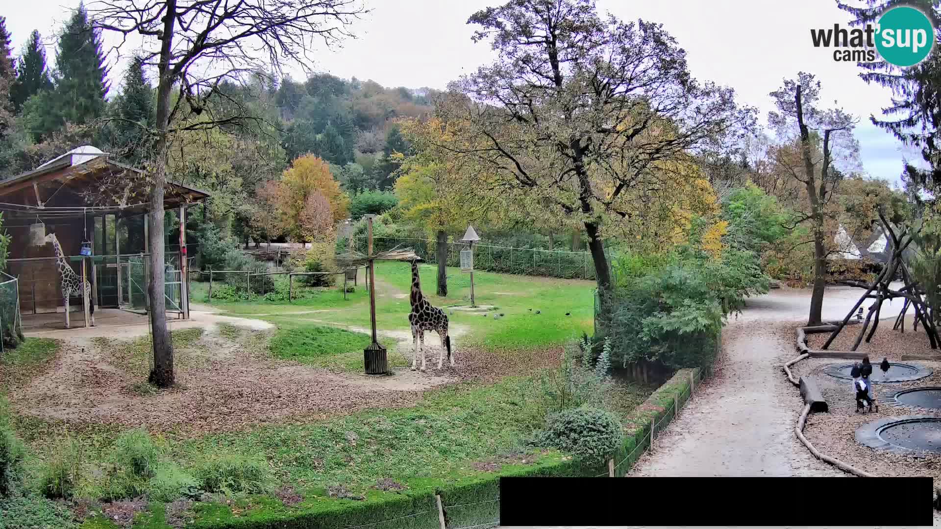 Webcam live Zoo Lubiana – Giraffe