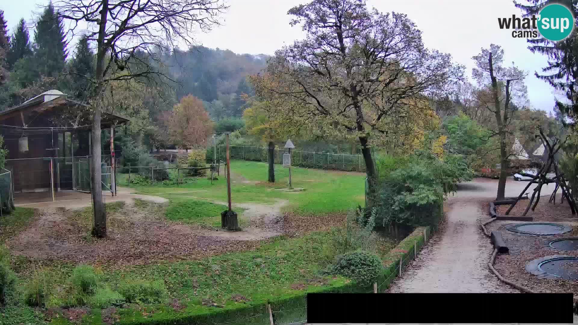 Webcam Zoo Ljubljana – Giraffes