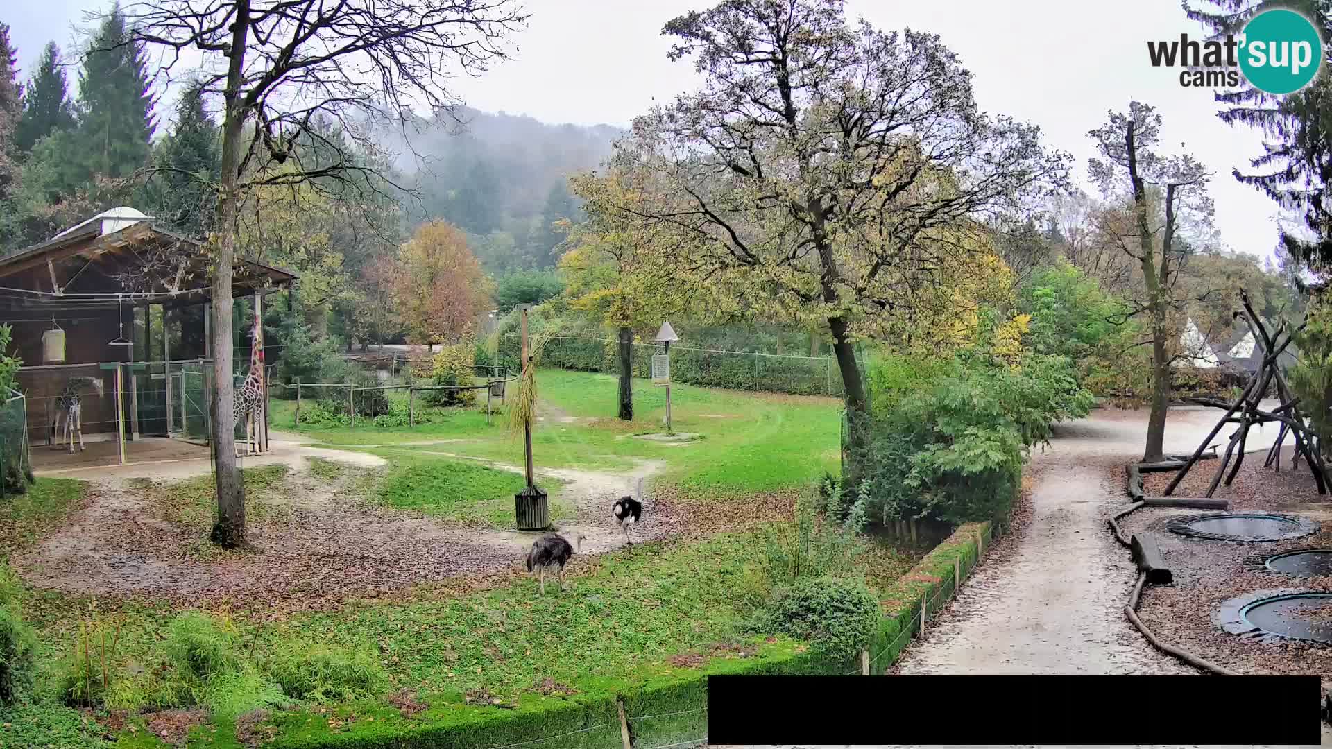 Webcam Zoo Ljubljana – Giraffes