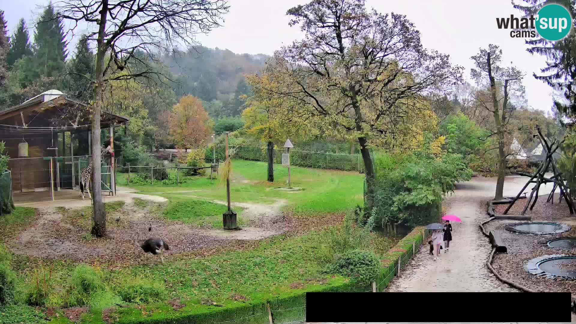 Webcam Zoo Ljubljana – Giraffes