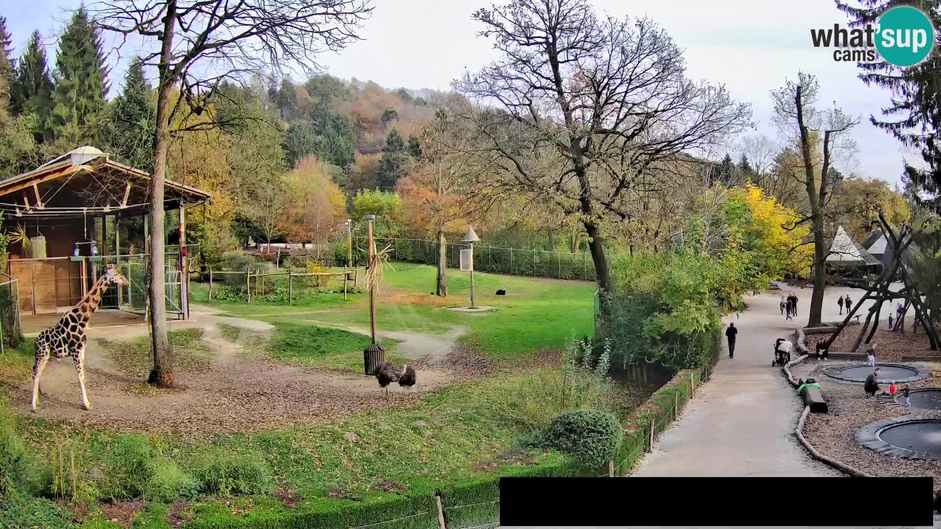 Webcam live Zoo Lubiana – Giraffe