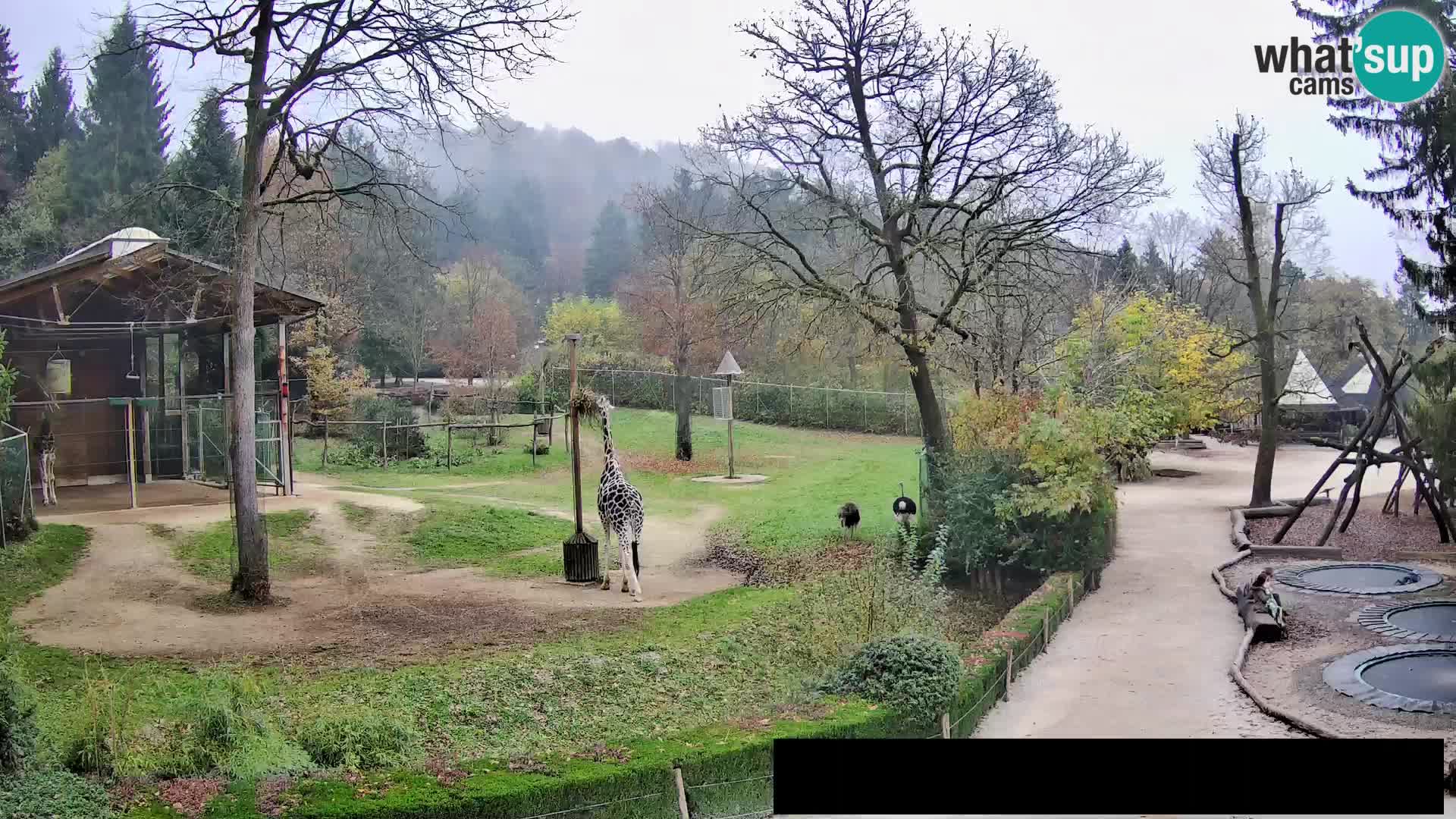 Webcam Zoo Ljubljana – Giraffes