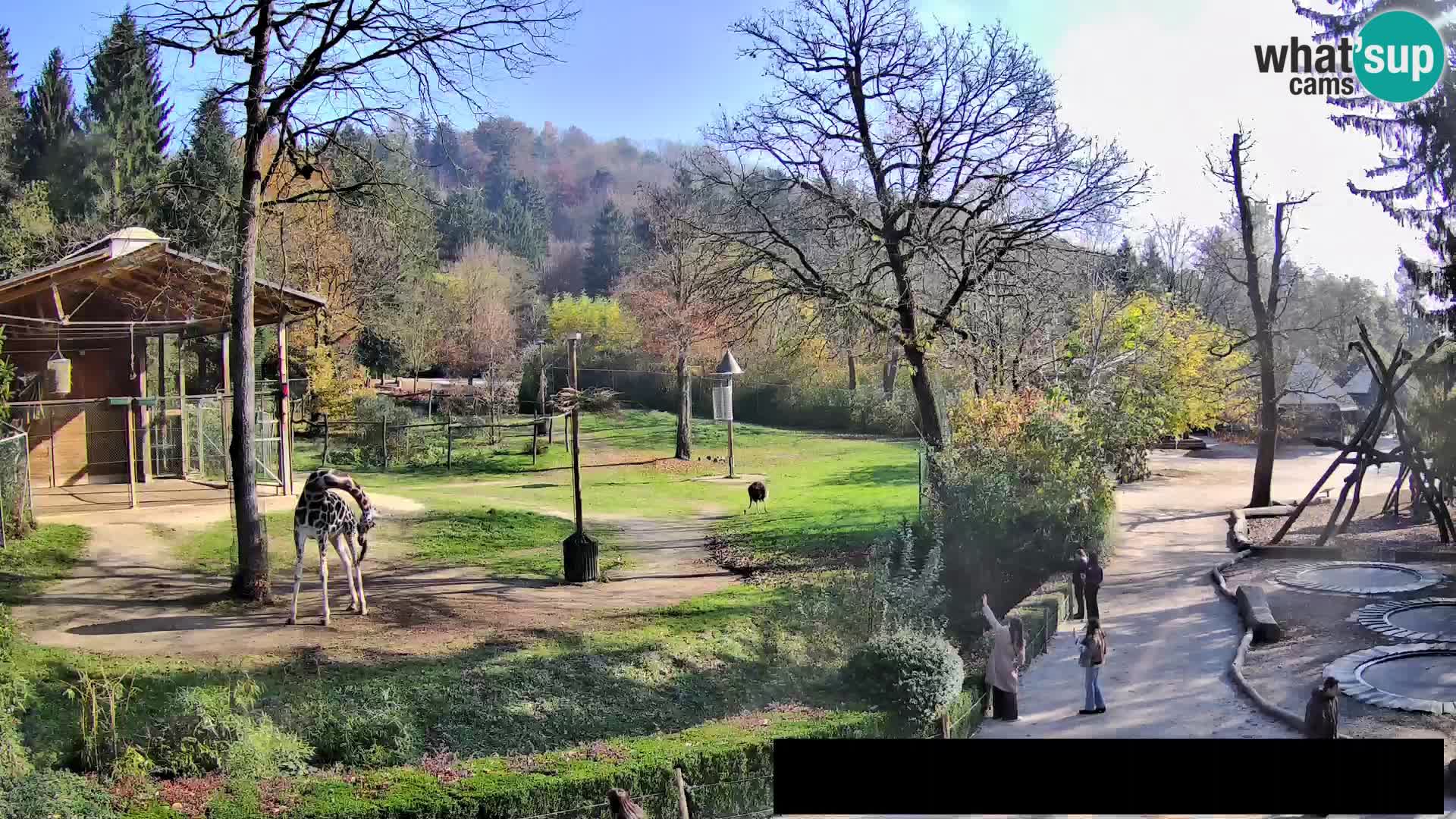 Webcam Zoo Ljubljana – Giraffes