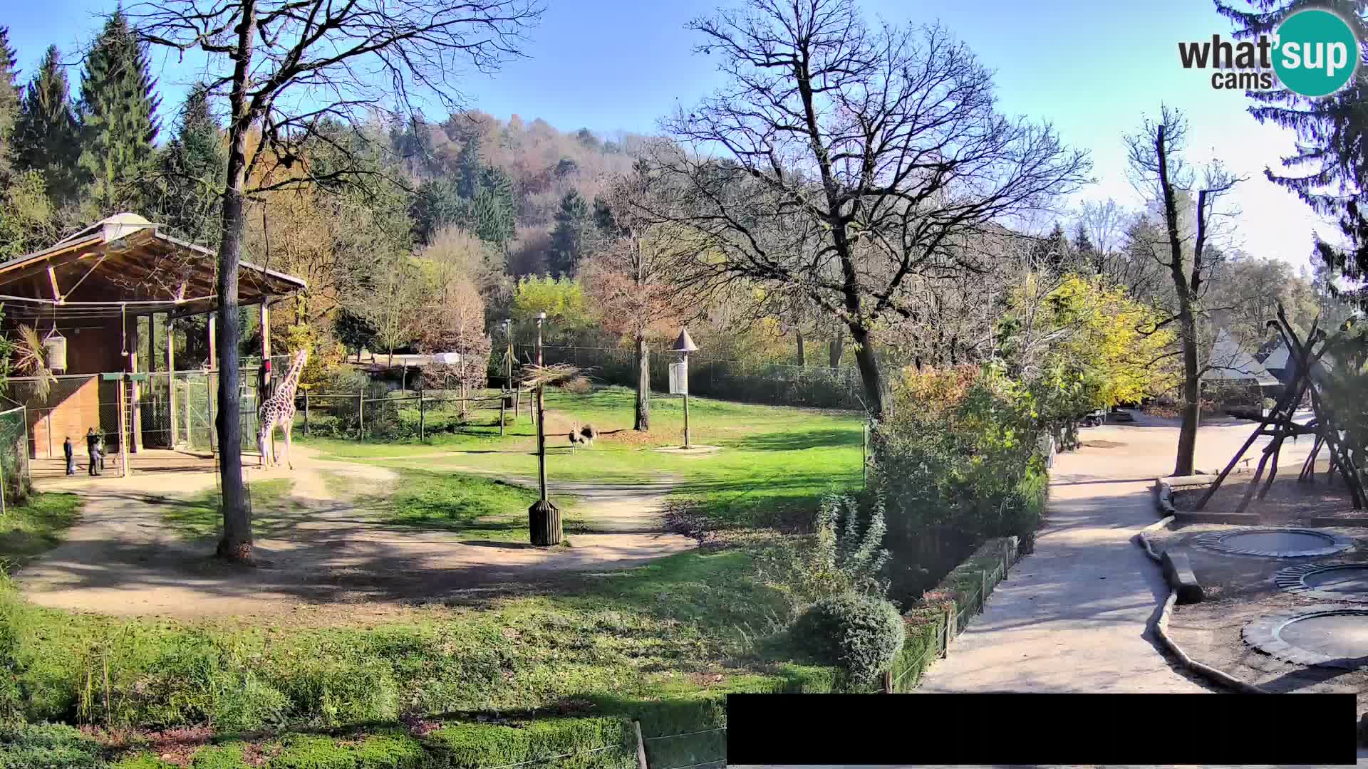 Webcam Zoo Ljubljana – Giraffes