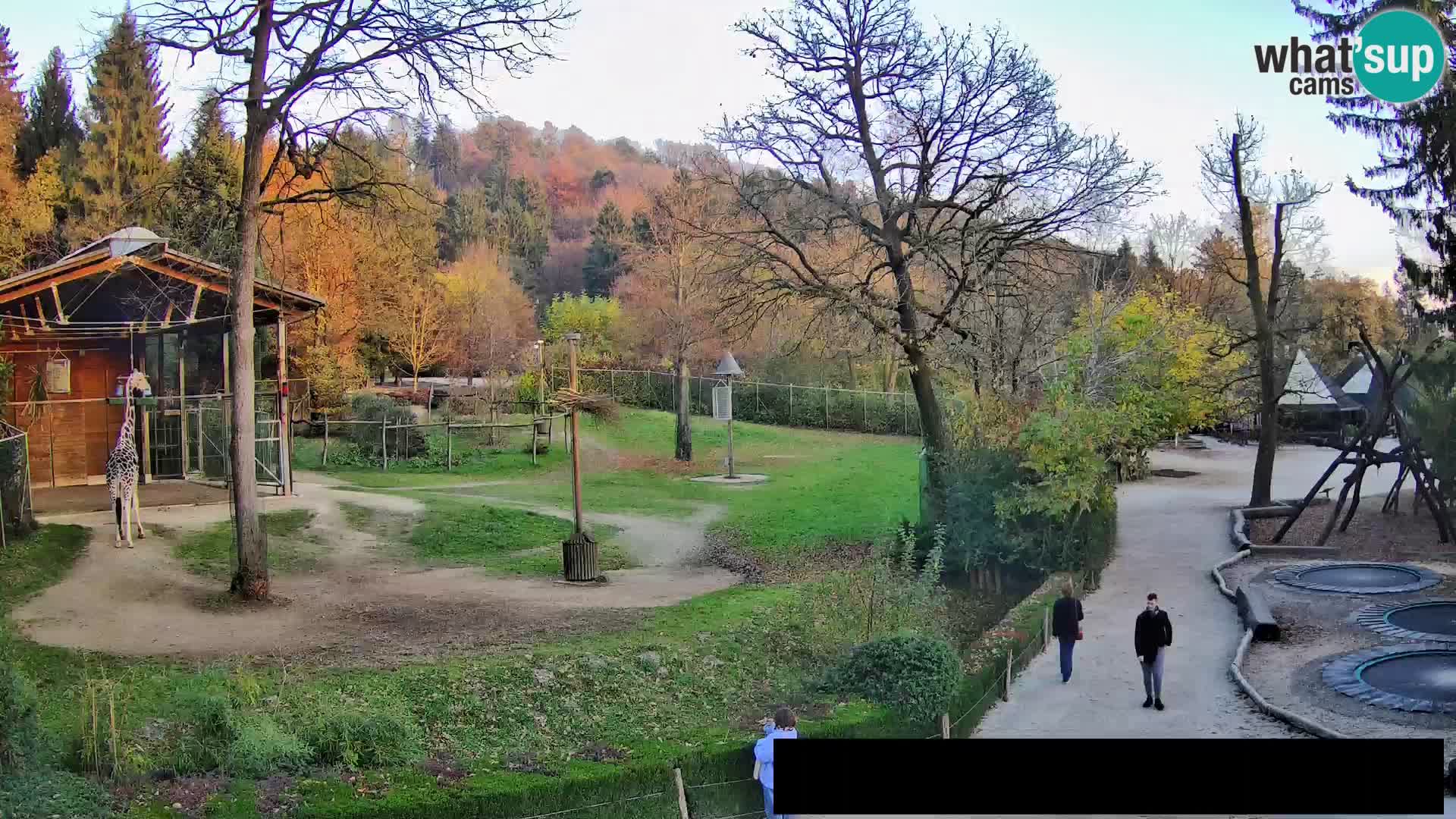 Webcam Zoo Ljubljana – Giraffen