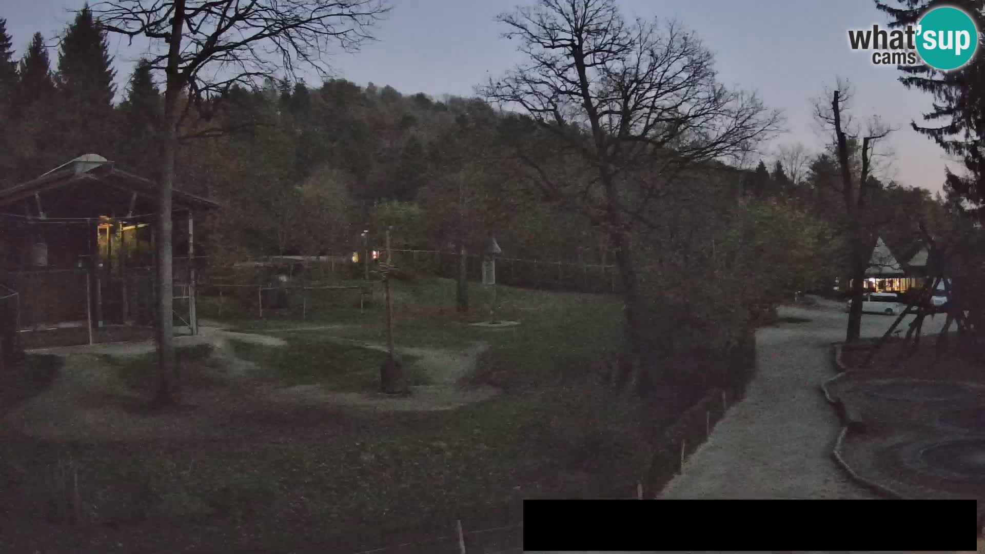 Webcam live Zoo Lubiana – Giraffe