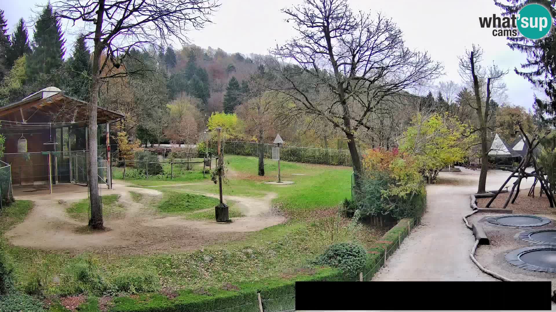 Webcam Zoo Ljubljana – Giraffen