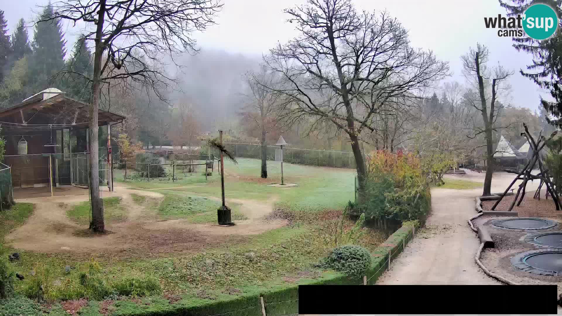 Webcam Zoo Ljubljana – Giraffes