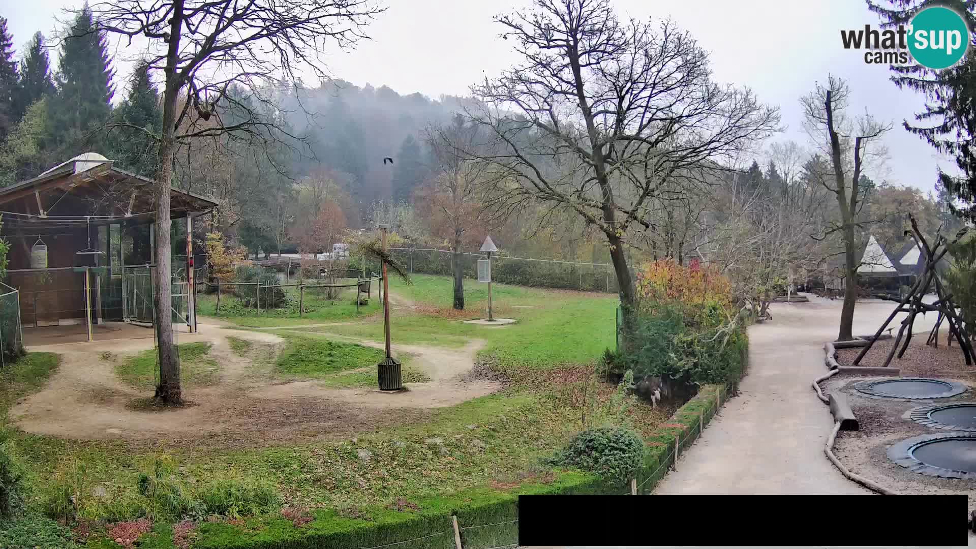 Webcam Zoo Ljubljana – Giraffen