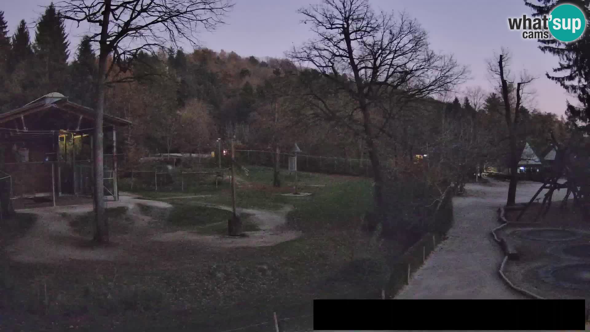 Webcam live Zoo Lubiana – Giraffe