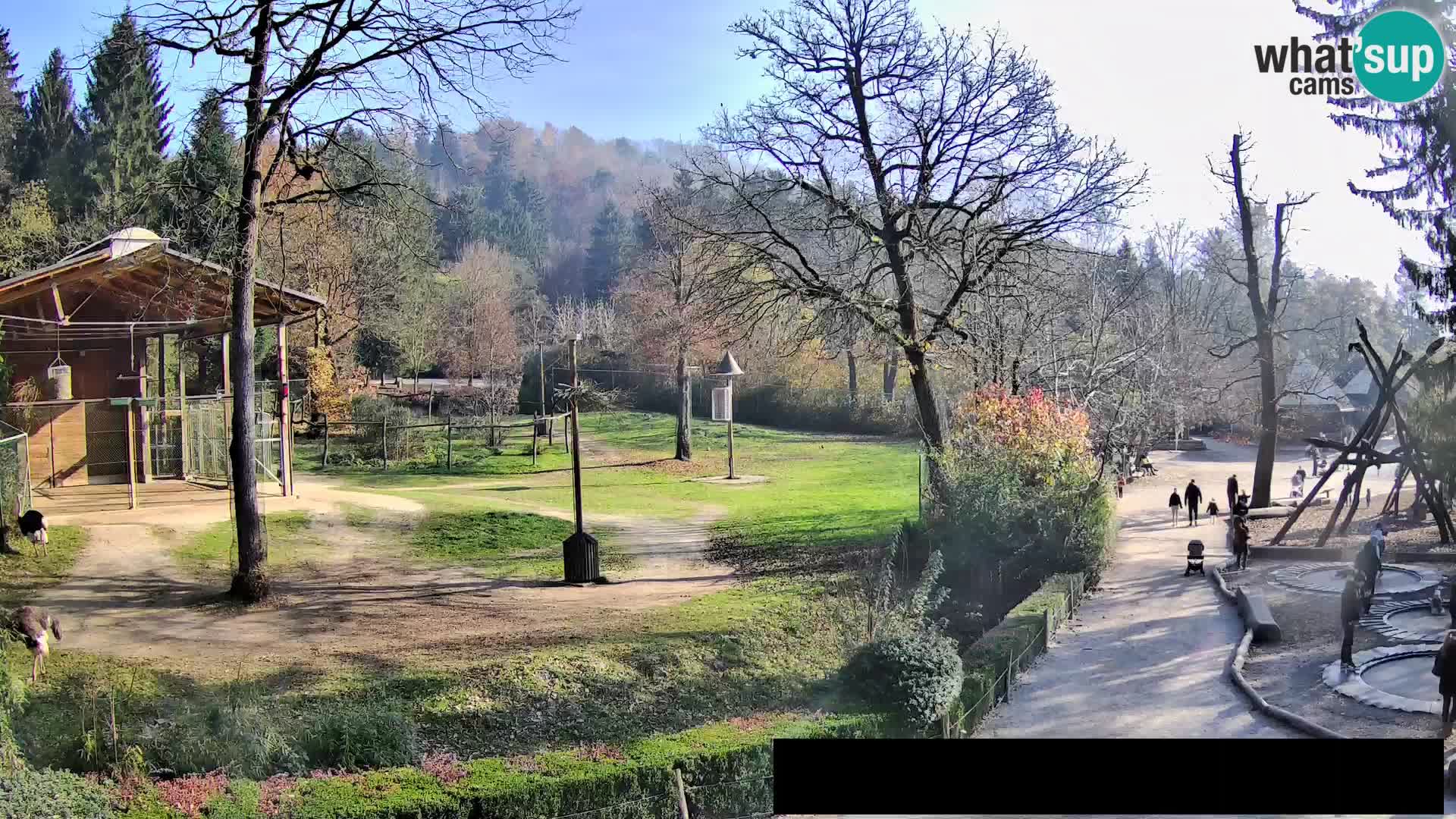 Webcam Zoo Ljubljana – Giraffes