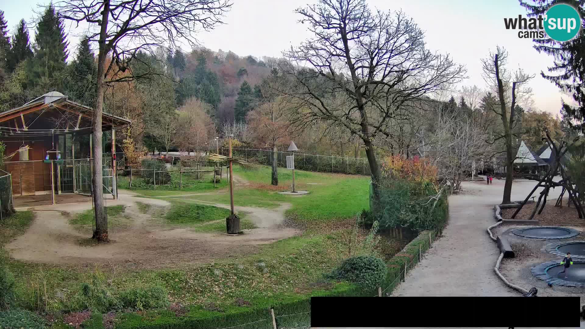 Webcam Zoo Ljubljana – Giraffes