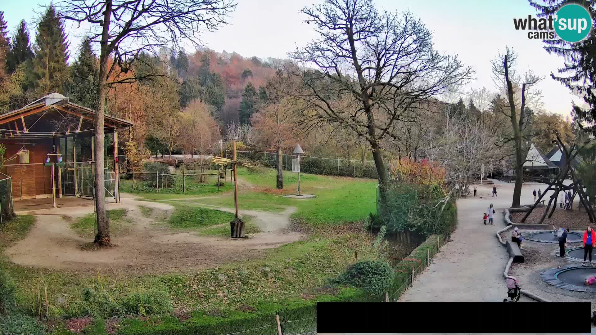 Webcam Zoo Ljubljana – Giraffes