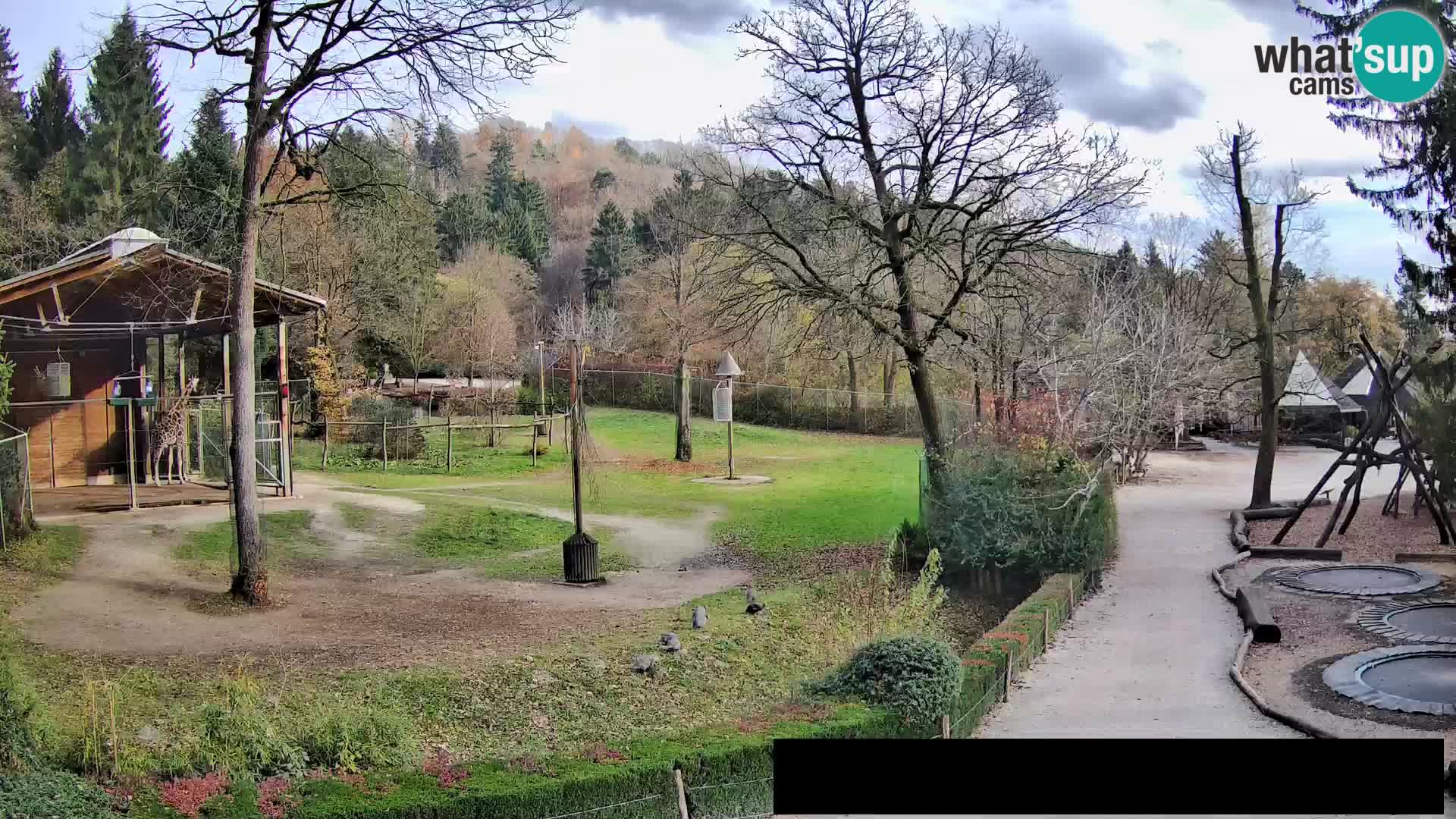 Webcam Zoo Ljubljana – Giraffen