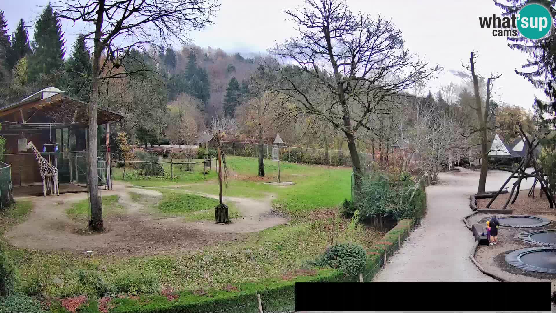 Webcam Zoo Ljubljana – Giraffen