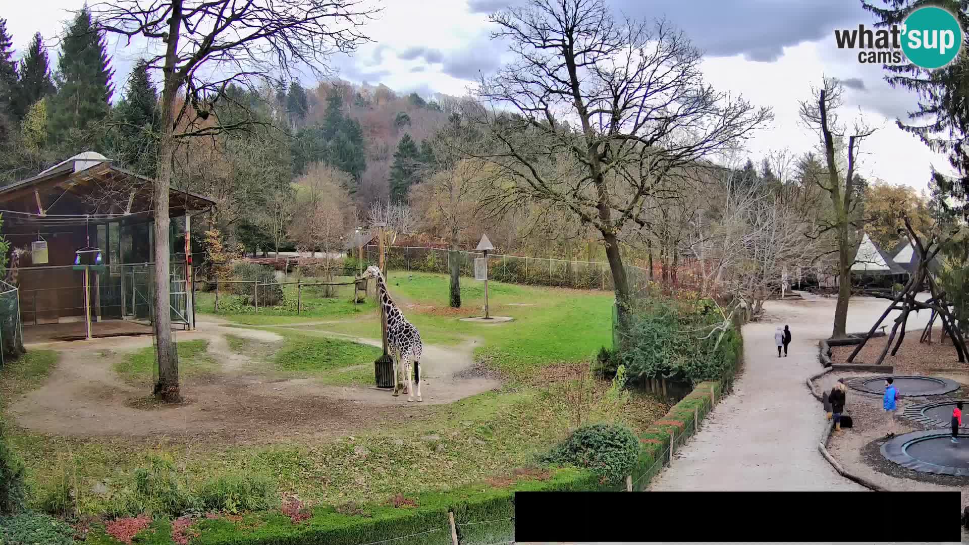 Webcam Zoo Ljubljana – Giraffen