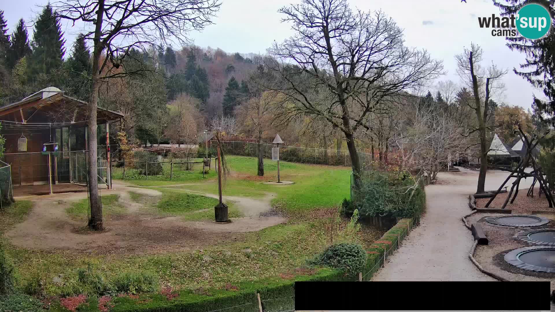 Webcam Zoo Ljubljana – Giraffen