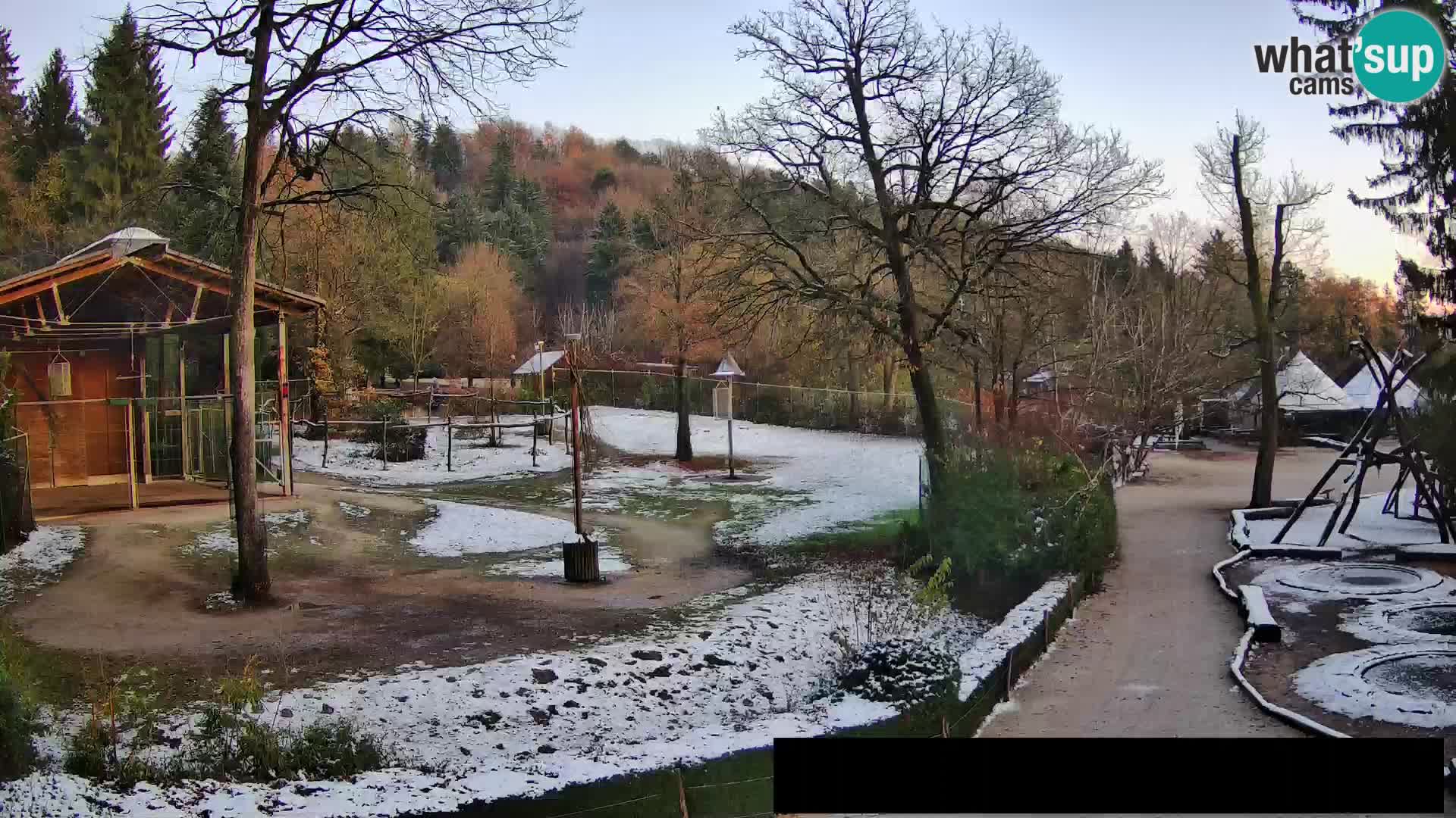 Webcam live Zoo Lubiana – Giraffe