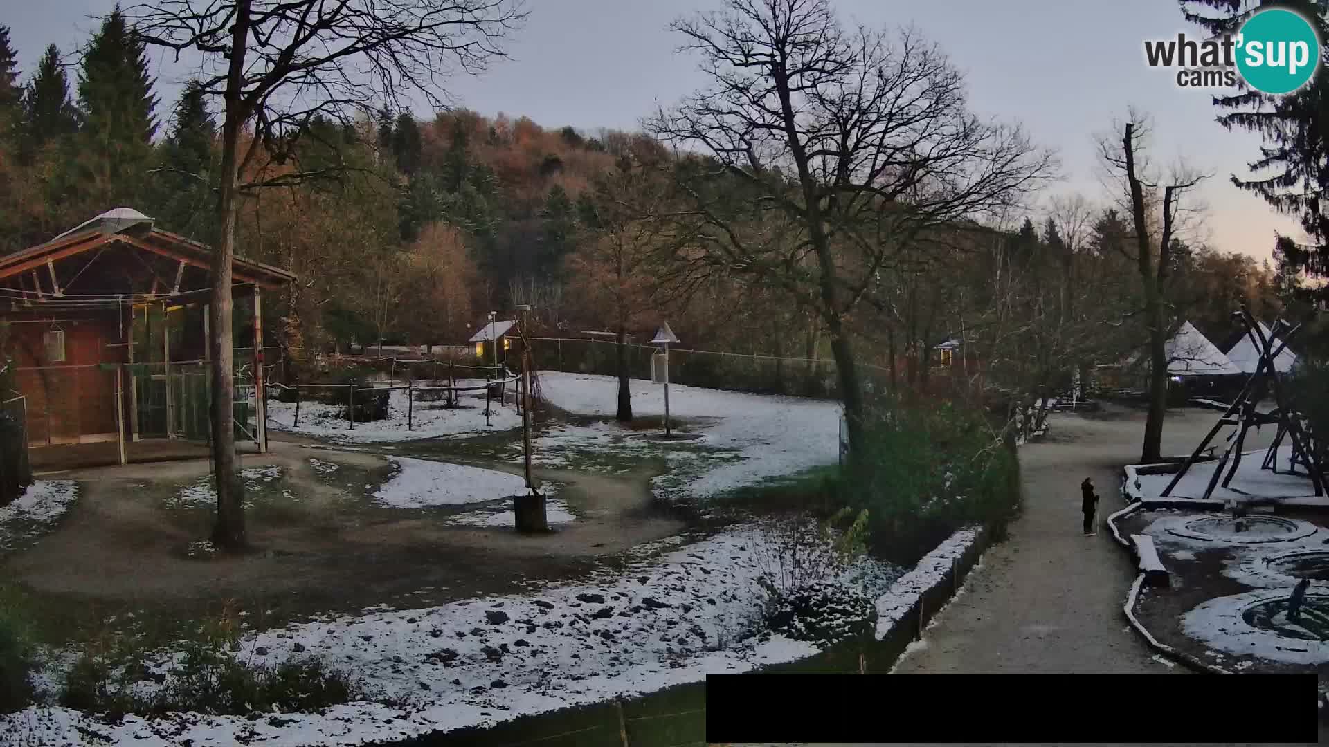 Webcam Zoo Ljubljana – Jirafas