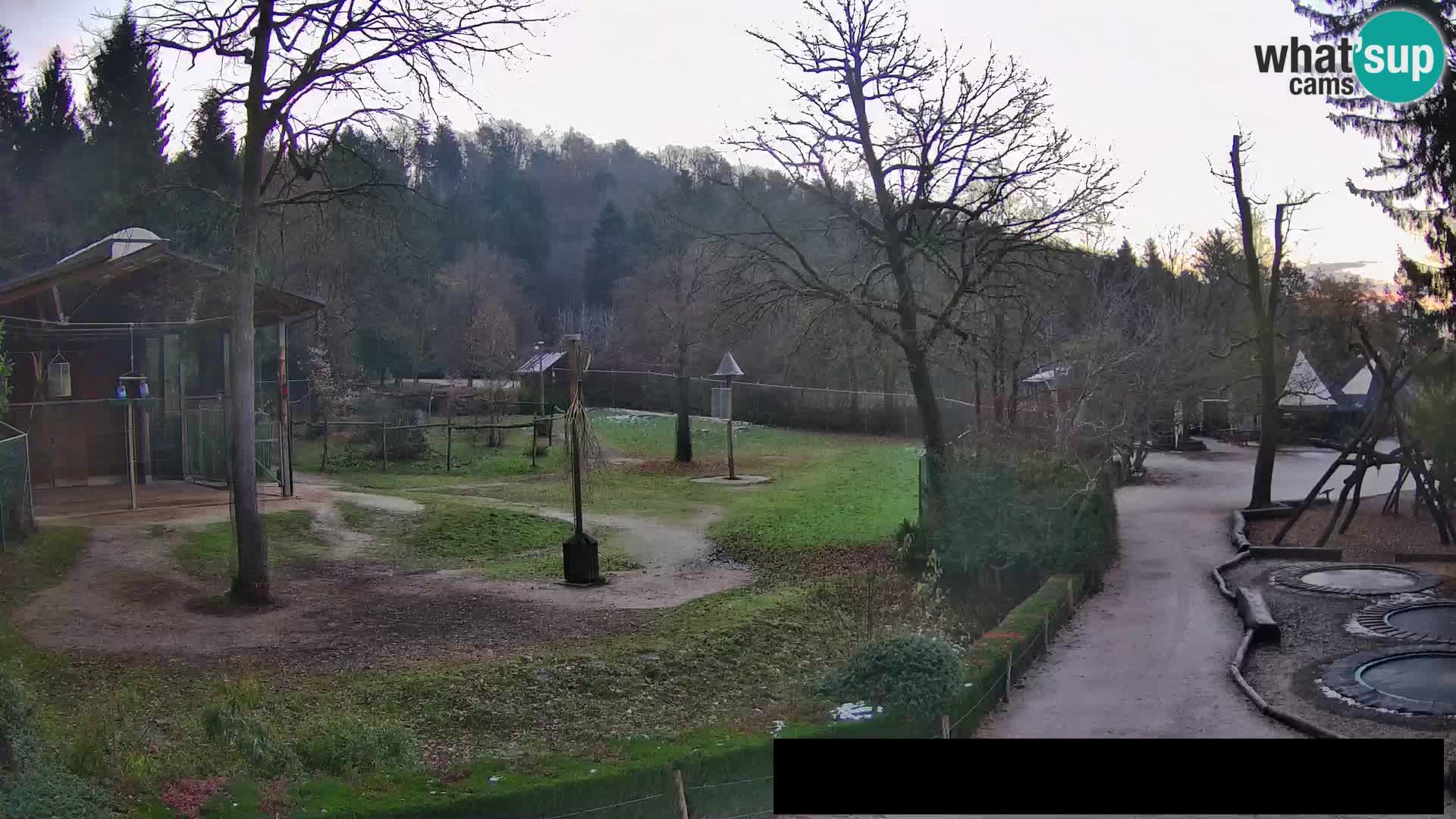 Webcam live Zoo Lubiana – Giraffe