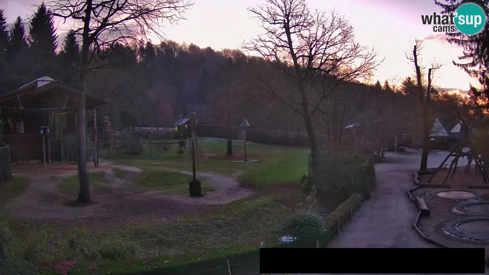 Webcam live Zoo Lubiana – Giraffe