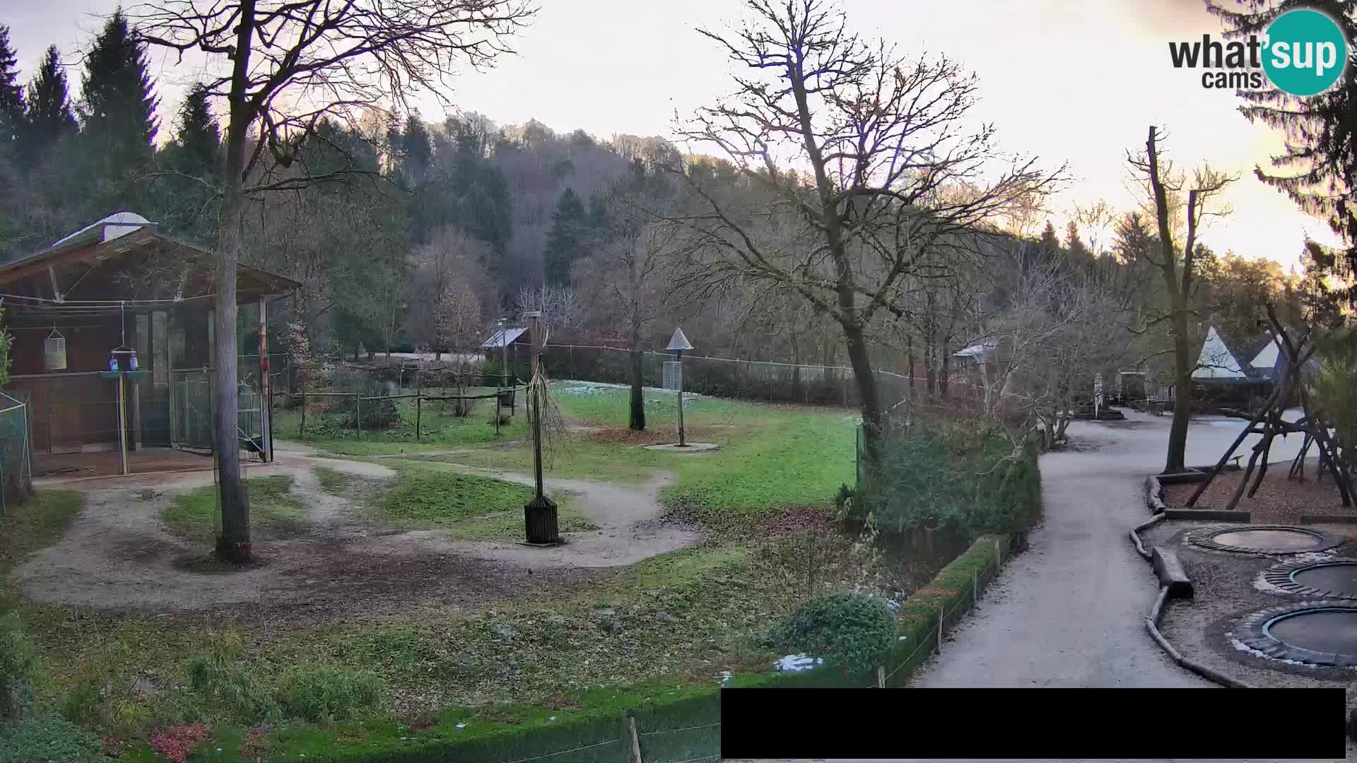 Webcam live Zoo Lubiana – Giraffe