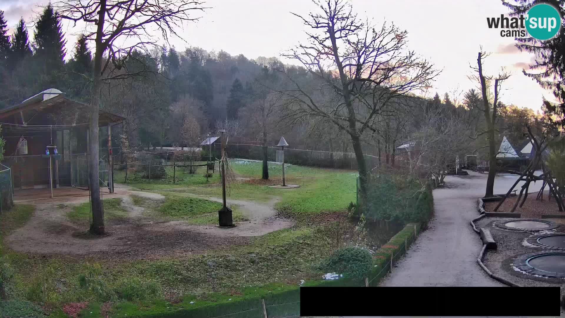 Webcam Zoo Ljubljana – Giraffen