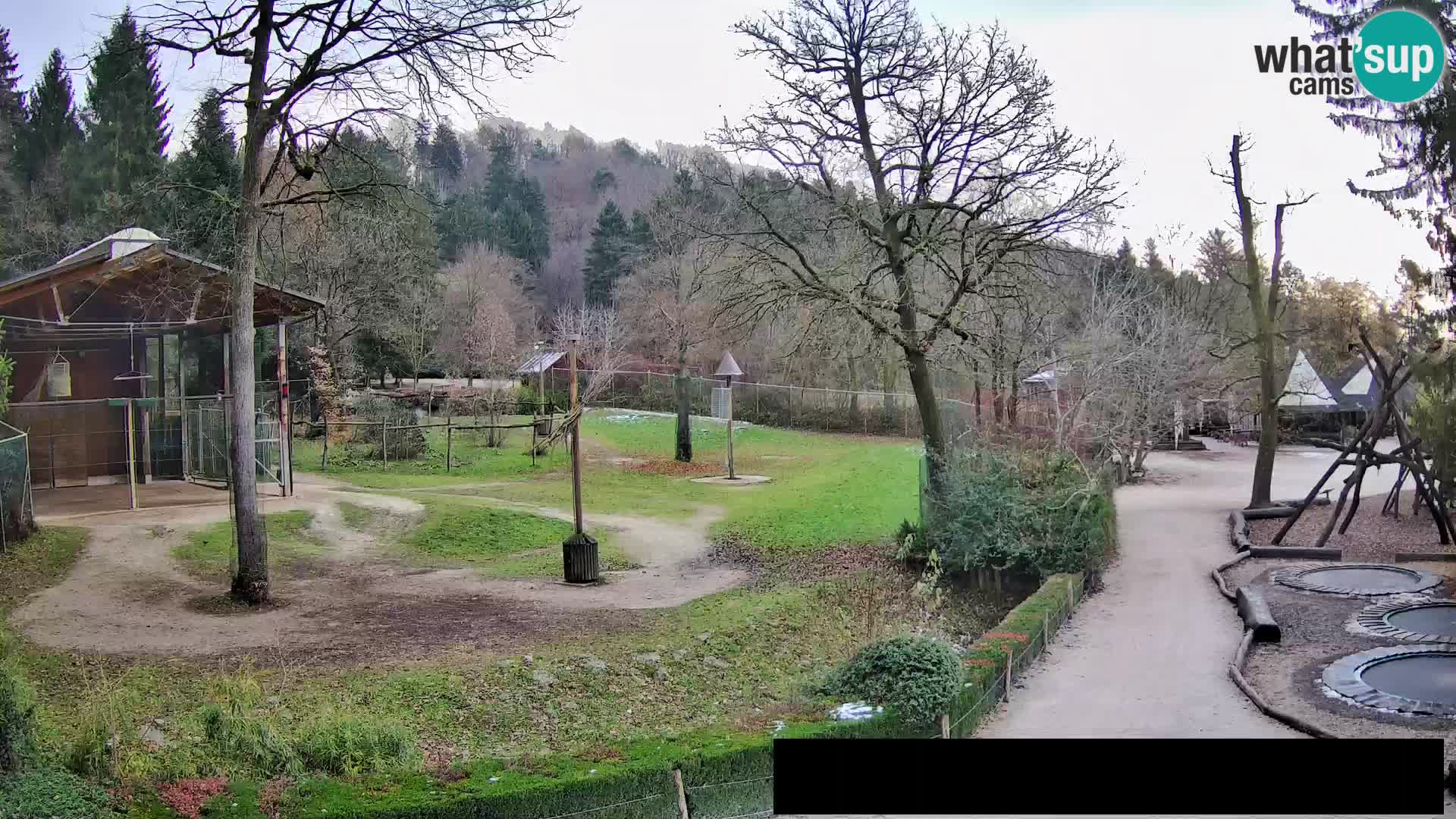 Webcam Zoo Ljubljana – Giraffen