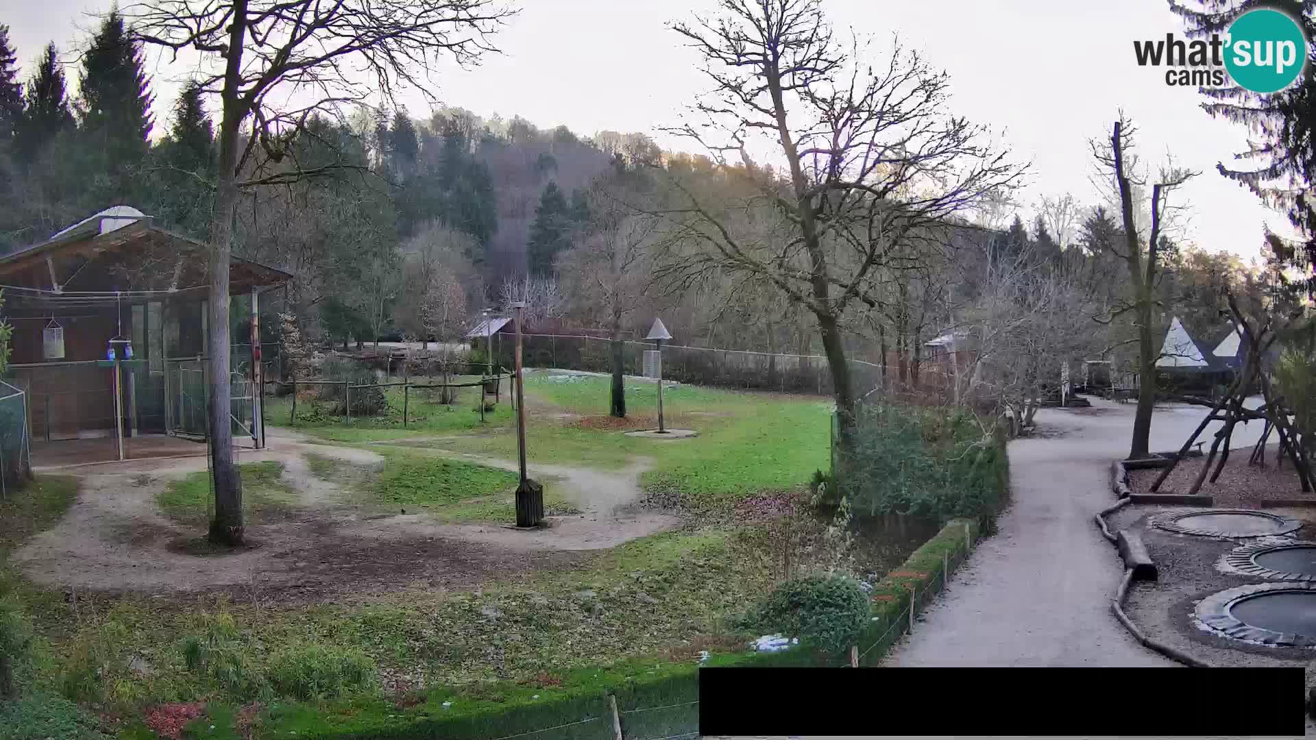 Webcam Zoo Ljubljana – Giraffen