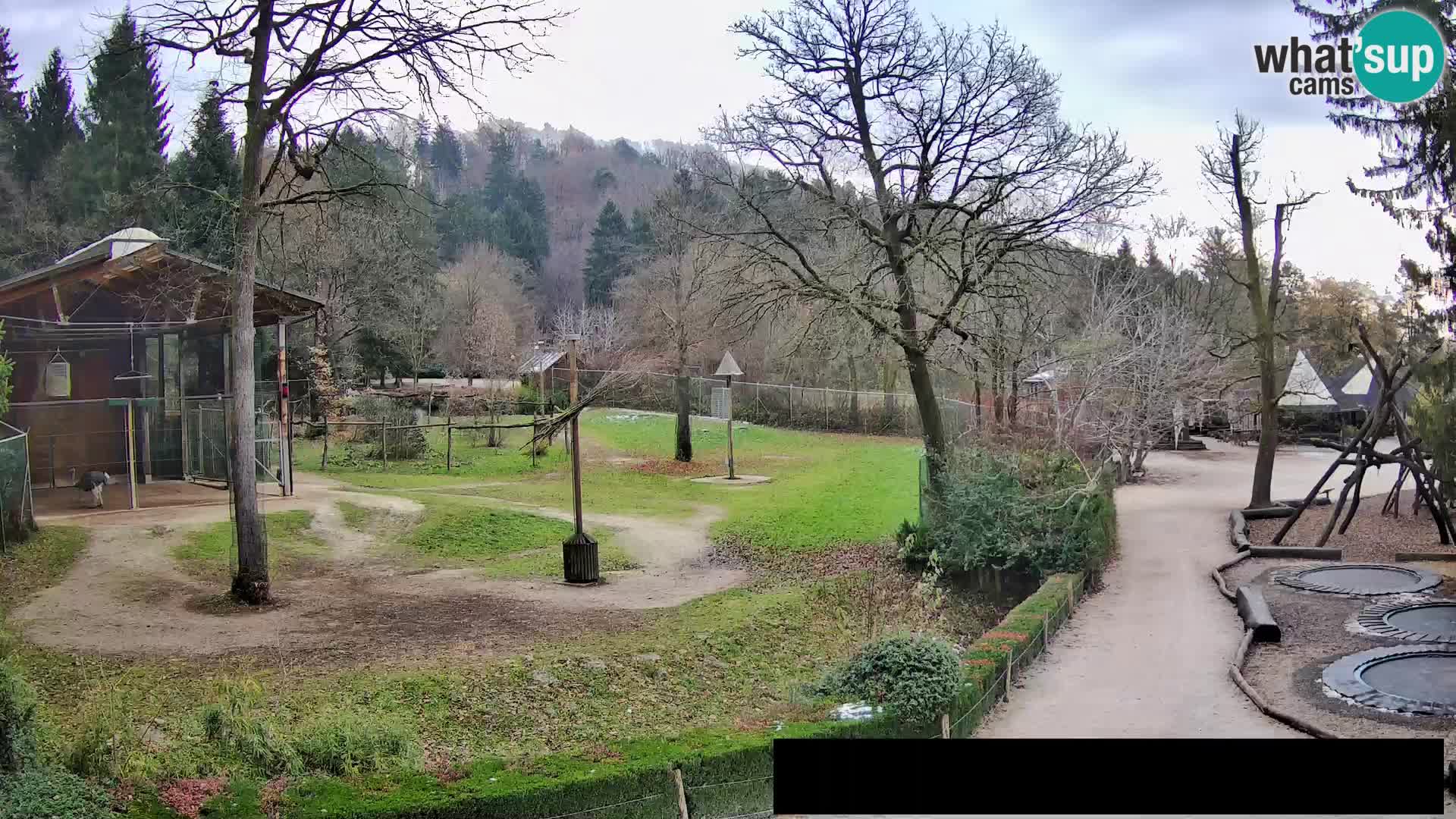 Webcam Zoo Ljubljana – Jirafas