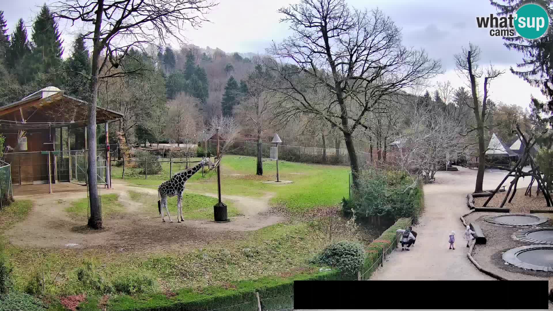 Webcam live Zoo Lubiana – Giraffe