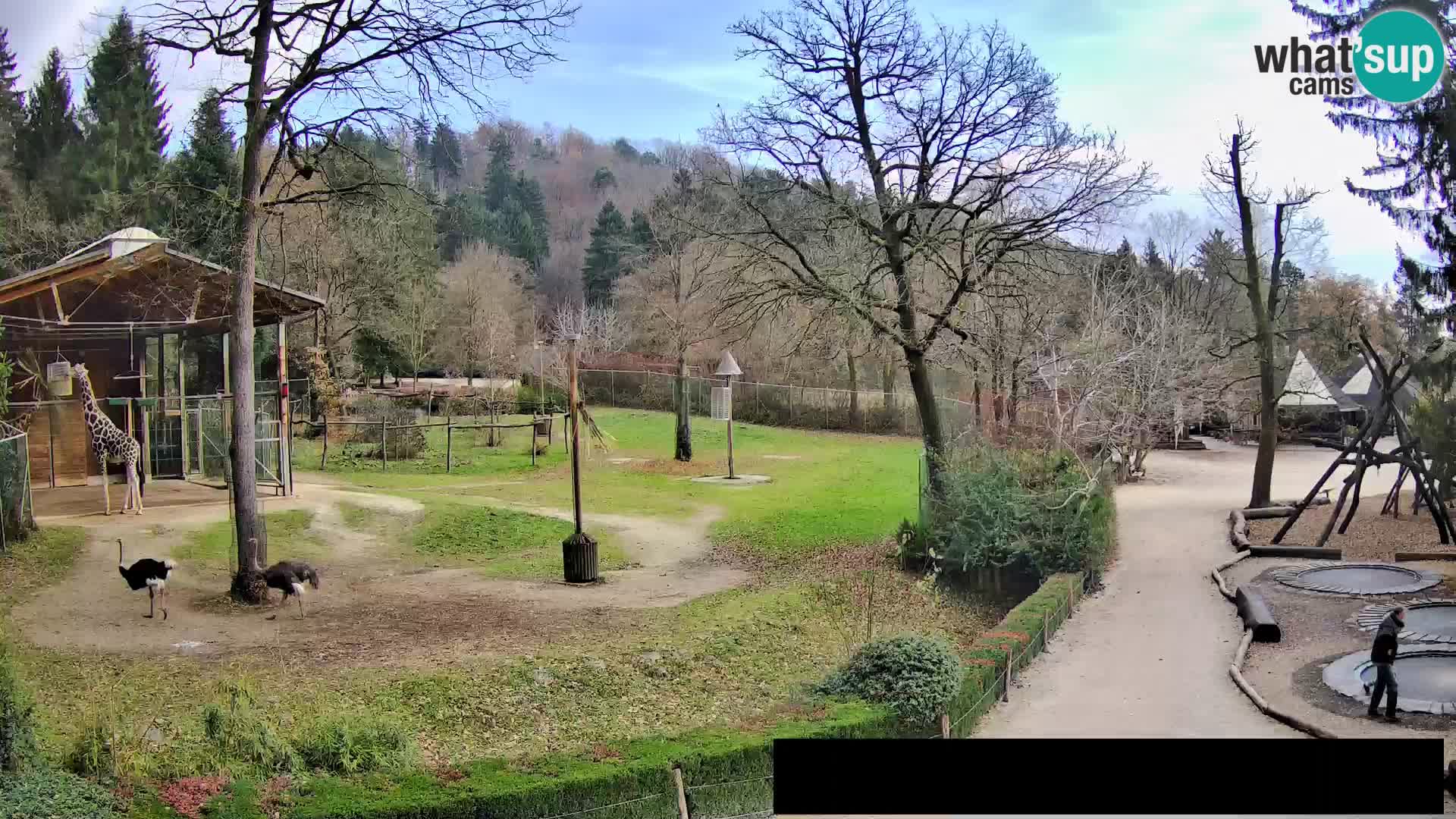 Webcam Zoo Ljubljana – Giraffen