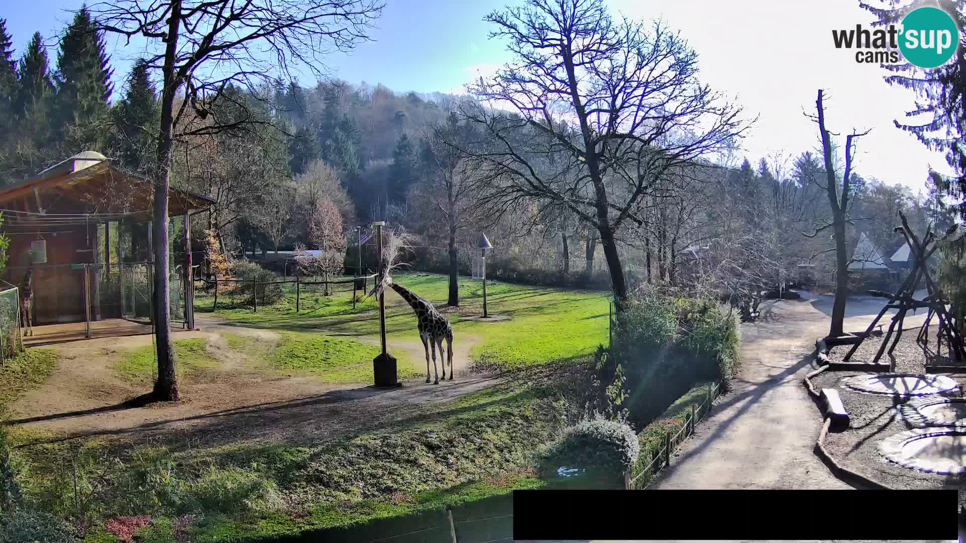 Webcam live Zoo Lubiana – Giraffe