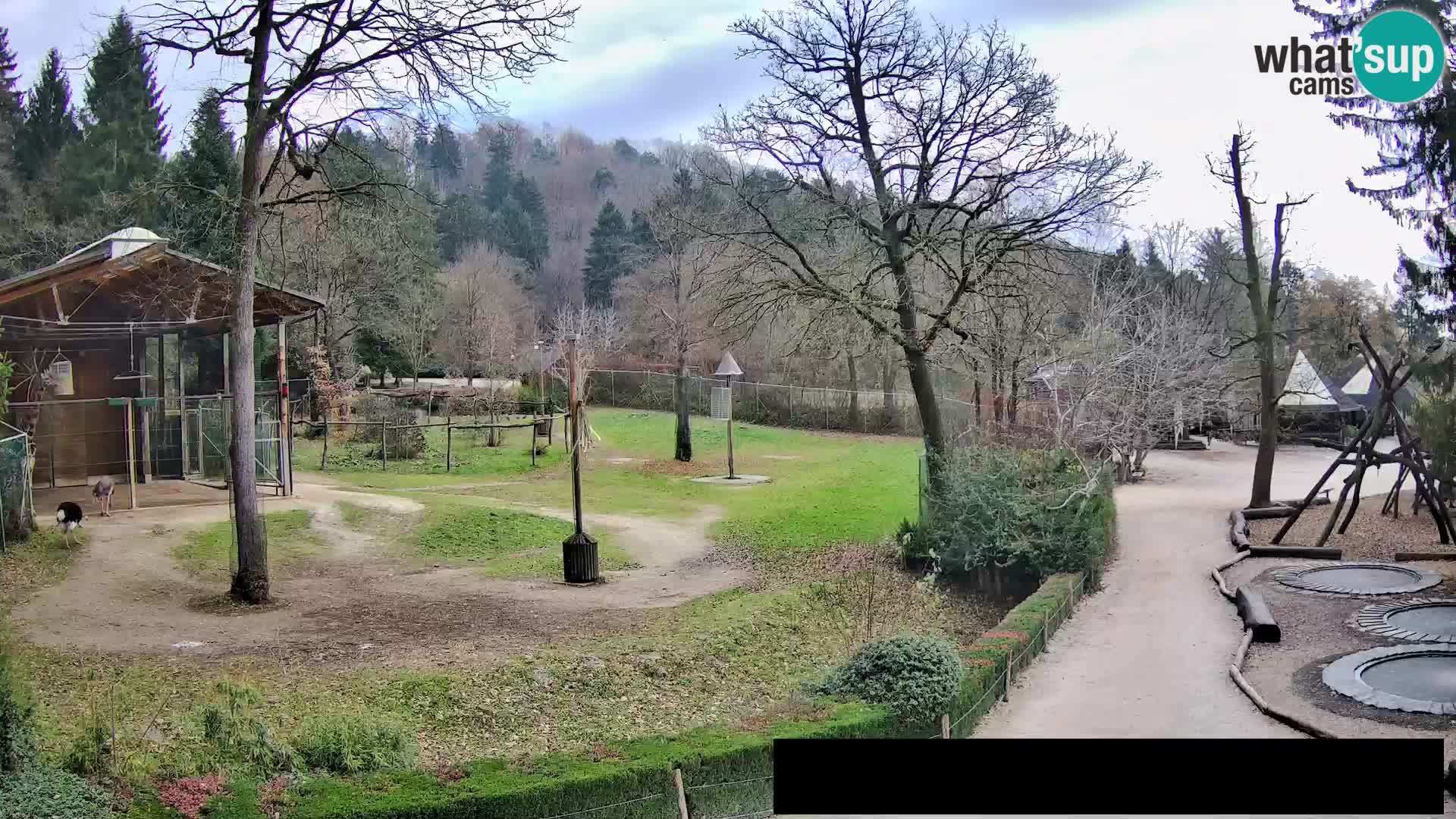 Webcam Zoo Ljubljana – Jirafas