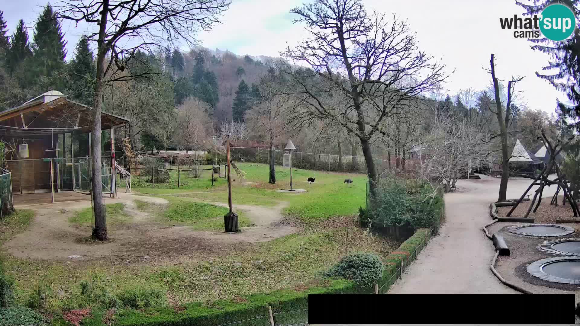 Webcam Zoo Ljubljana – Giraffen