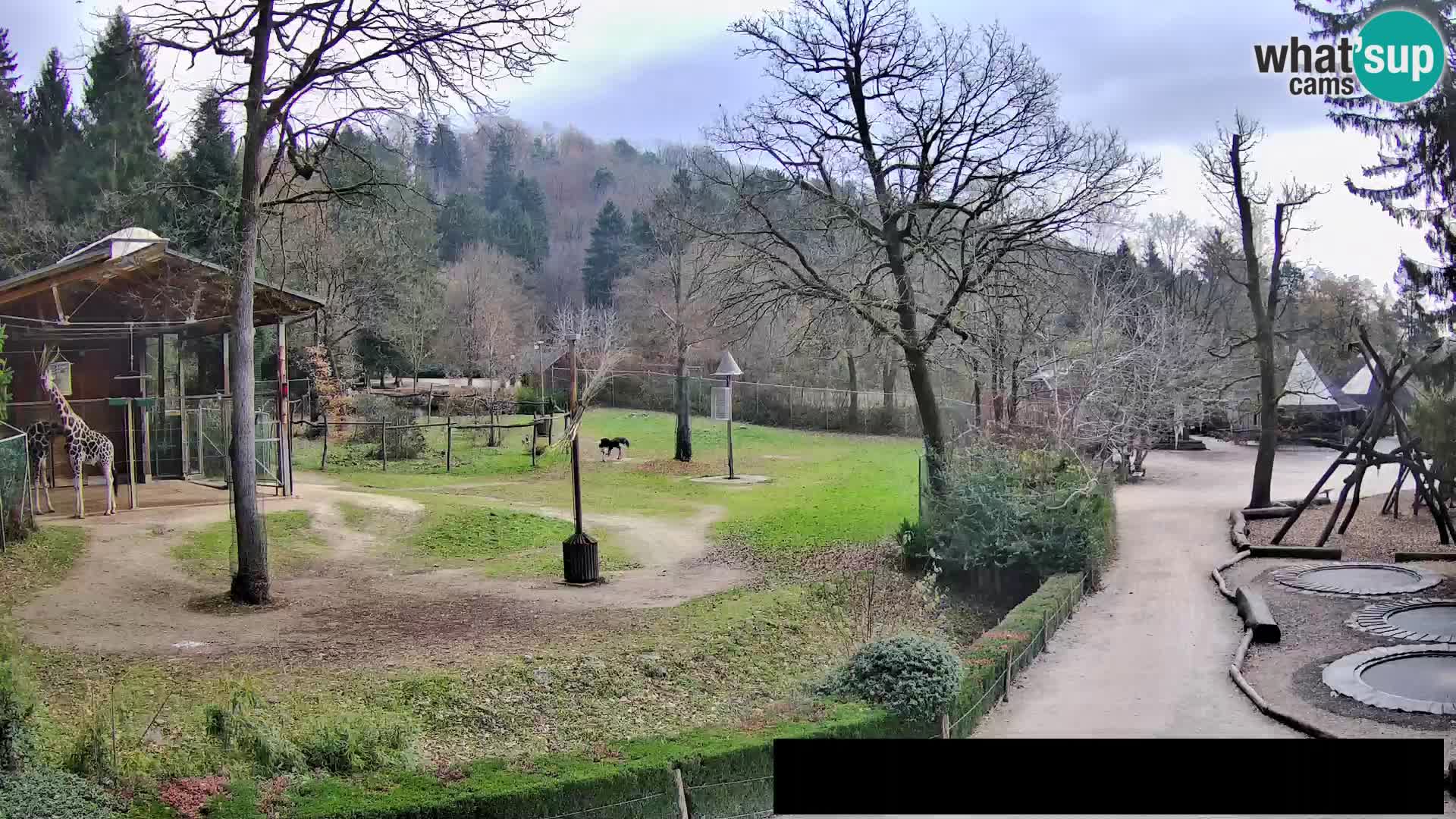 Webcam Zoo Ljubljana – Giraffen