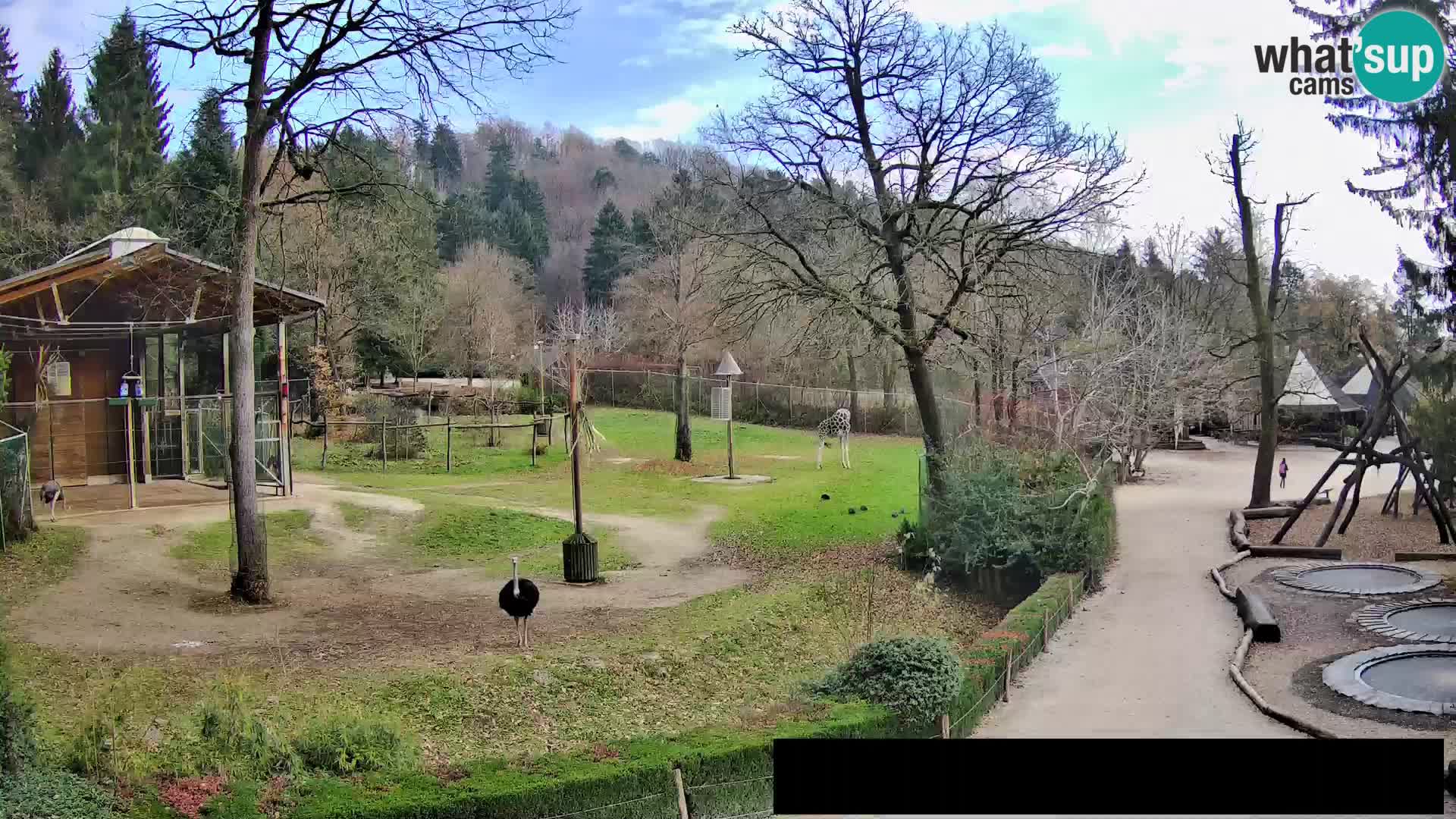 Webcam Zoo Ljubljana – Jirafas