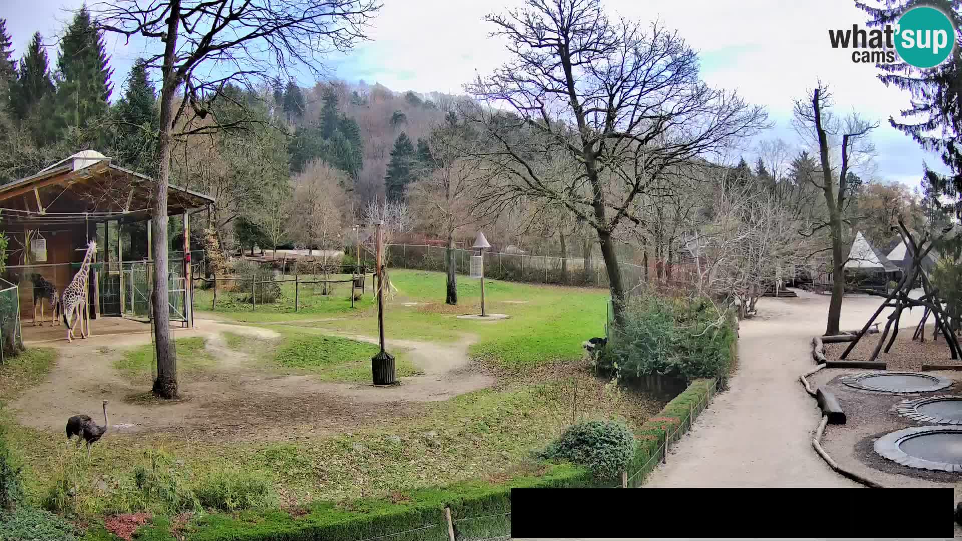 Webcam Zoo Ljubljana – Jirafas