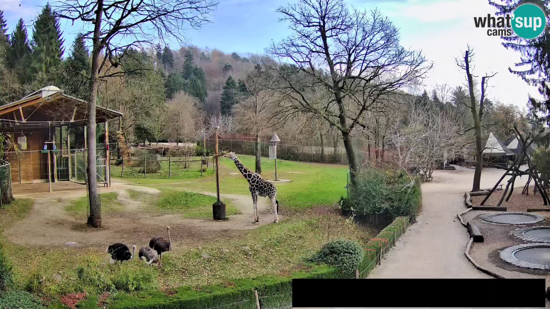 Webcam Zoo Ljubljana – Giraffen