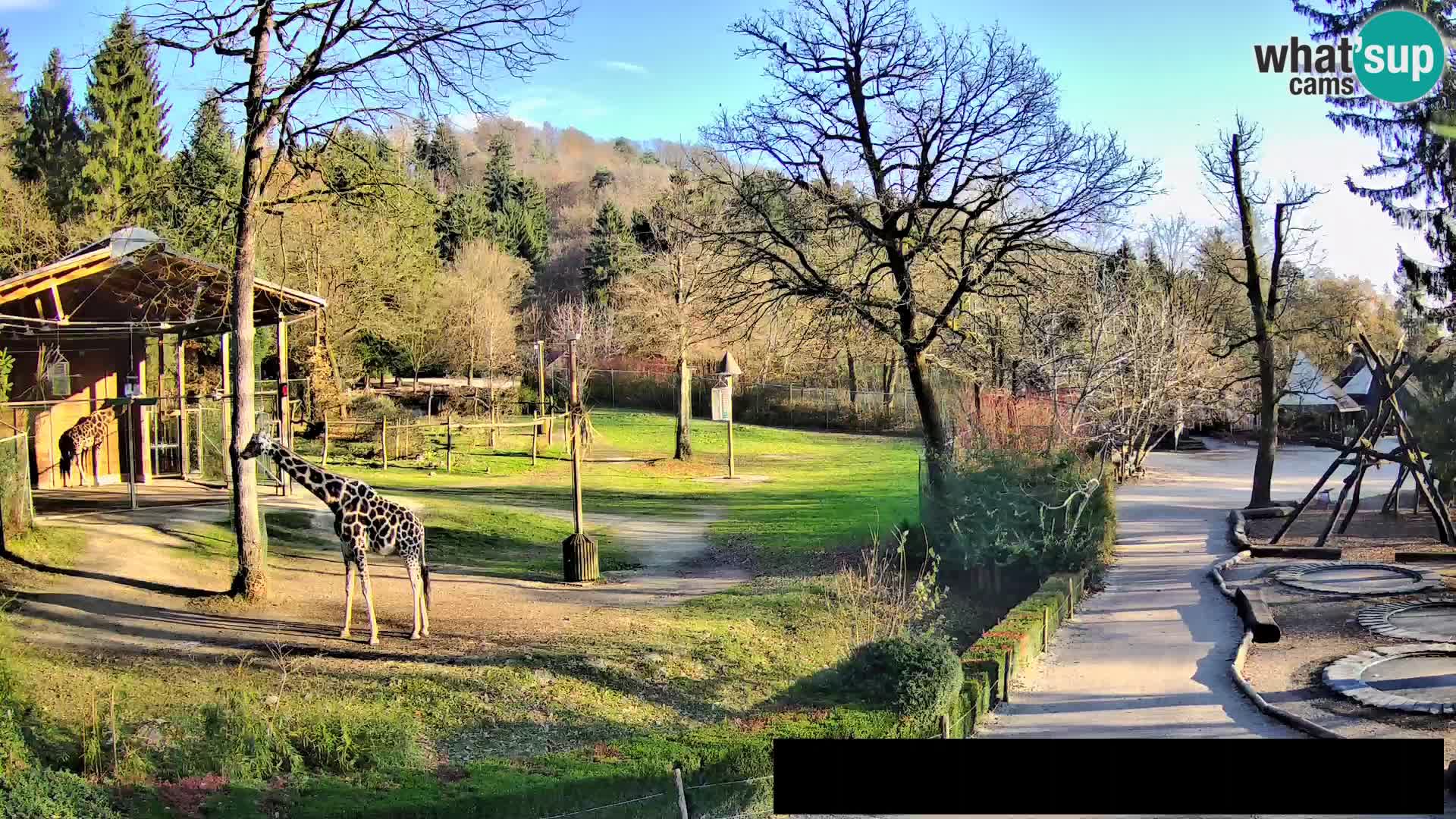 Webcam live Zoo Lubiana – Giraffe