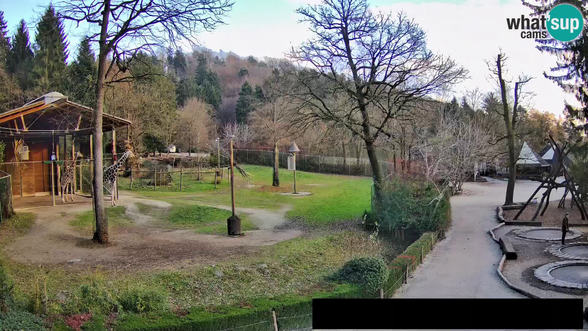 Webcam live Zoo Lubiana – Giraffe