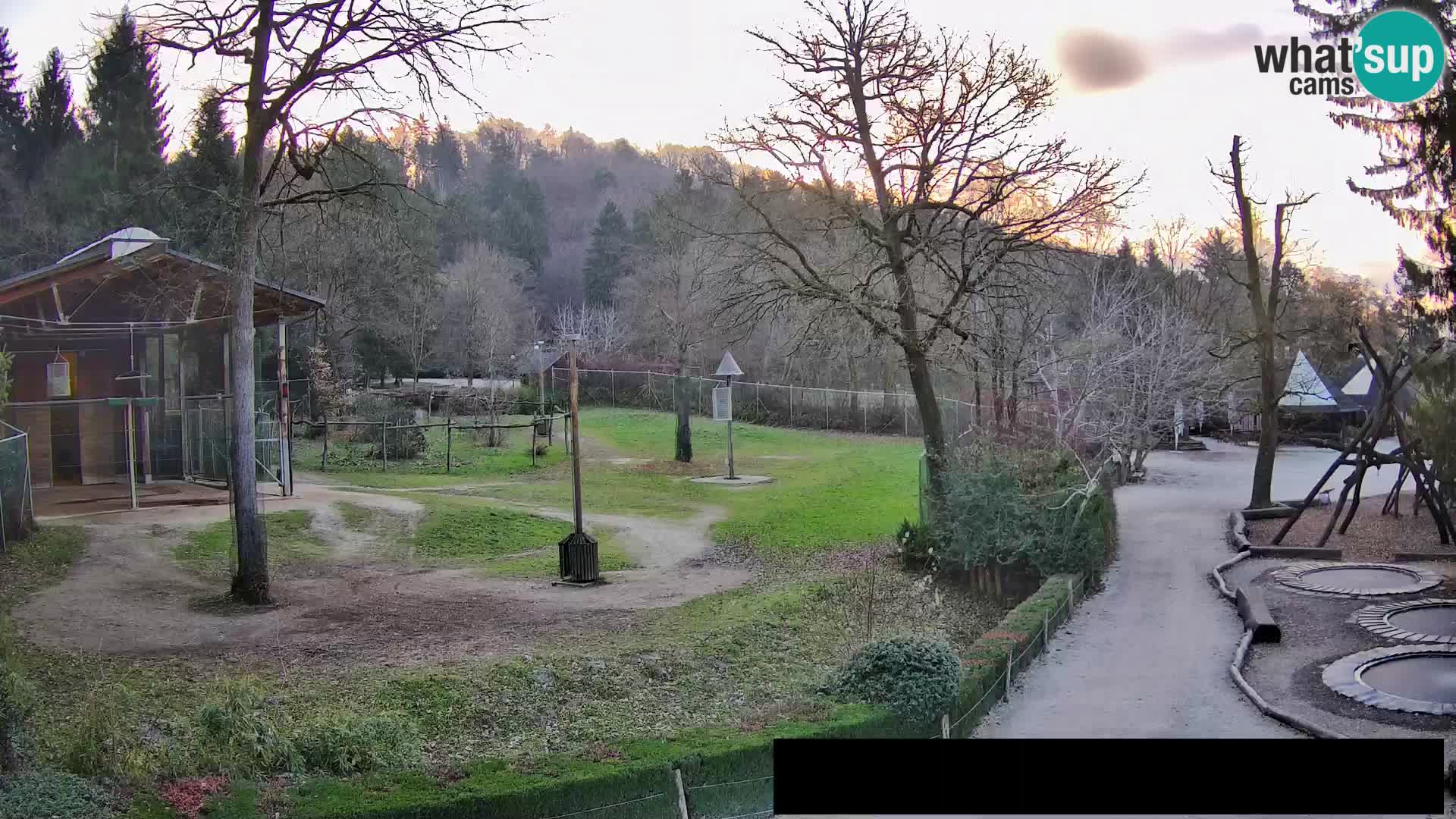 Webcam Zoo Ljubljana – Giraffen