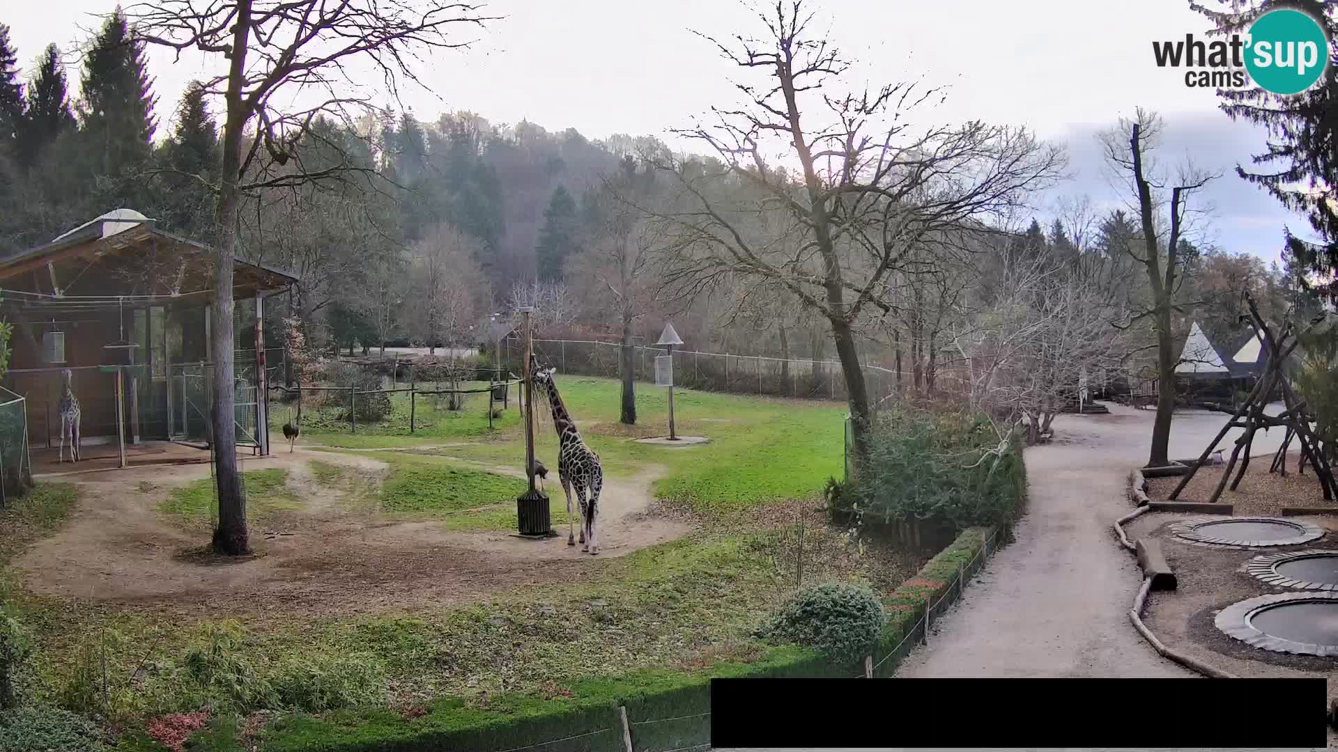 Webcam live Zoo Lubiana – Giraffe