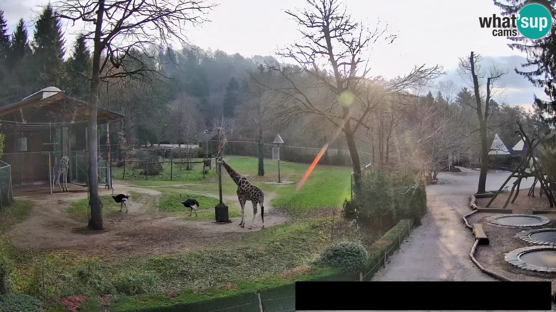 Webcam Zoo Ljubljana – Giraffen