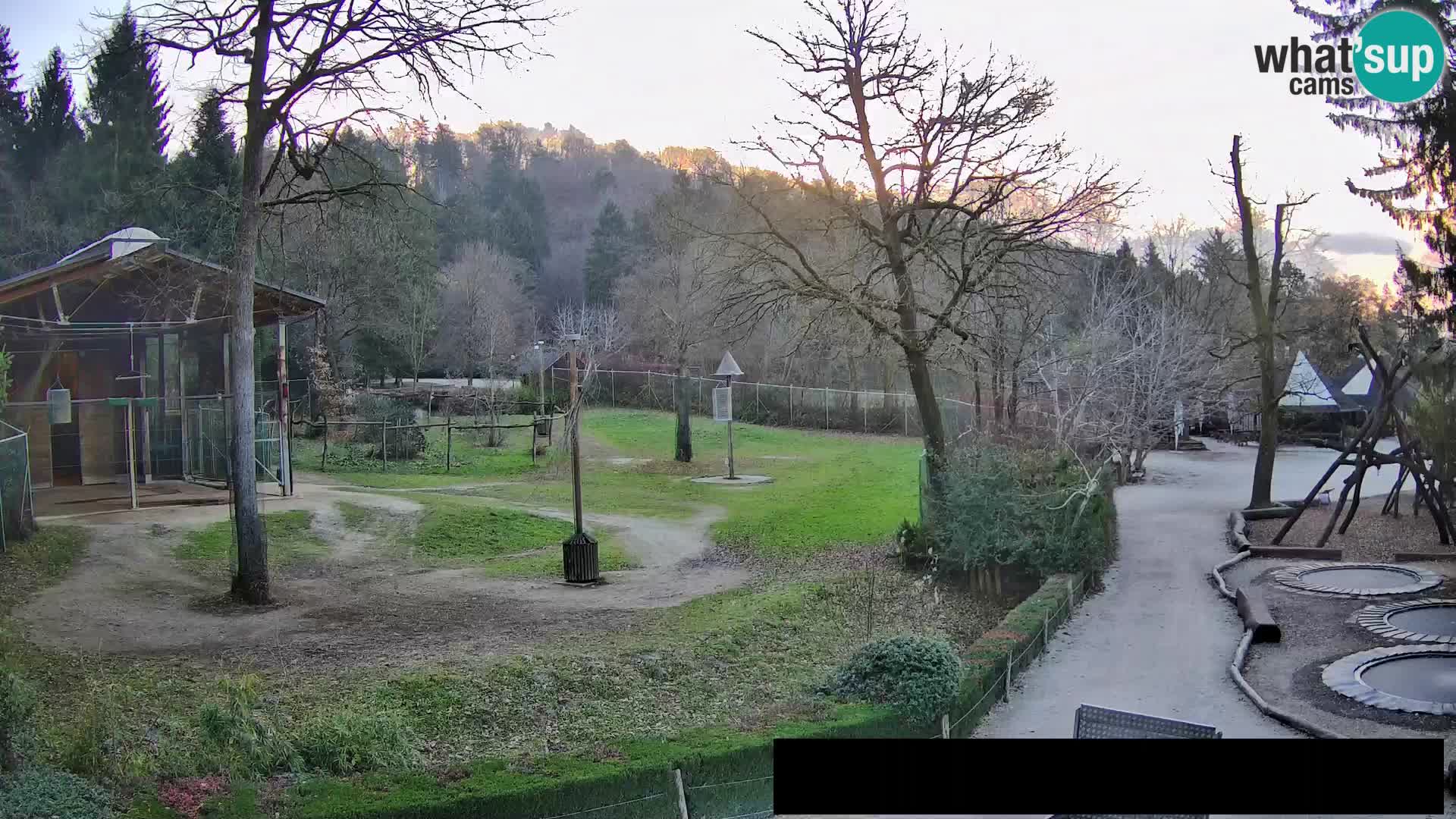 Webcam Zoo Ljubljana – Giraffen