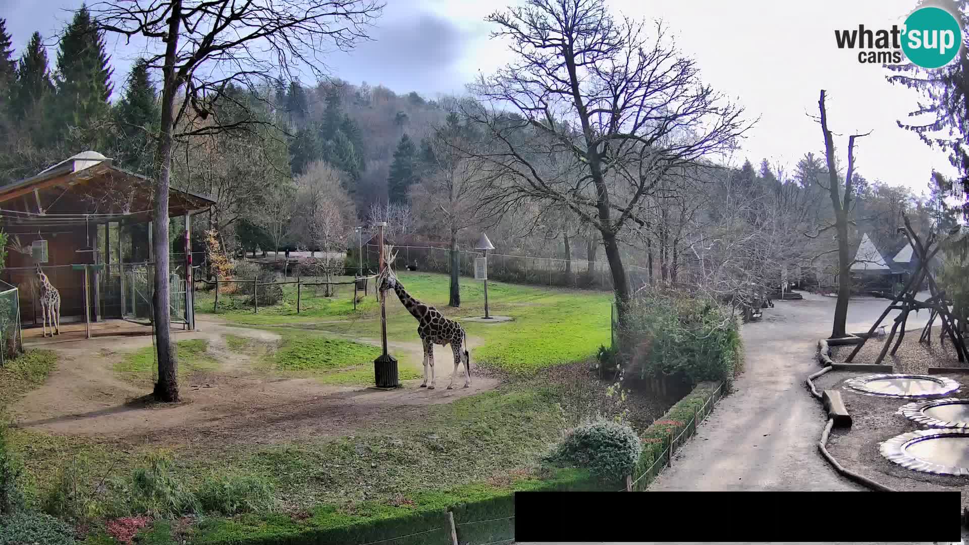 Webcam Zoo Ljubljana – Giraffen