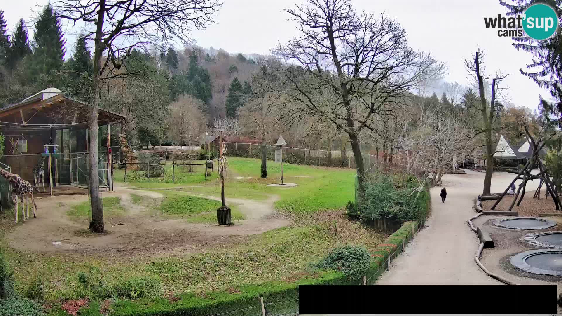 Webcam Zoo Ljubljana – Jirafas