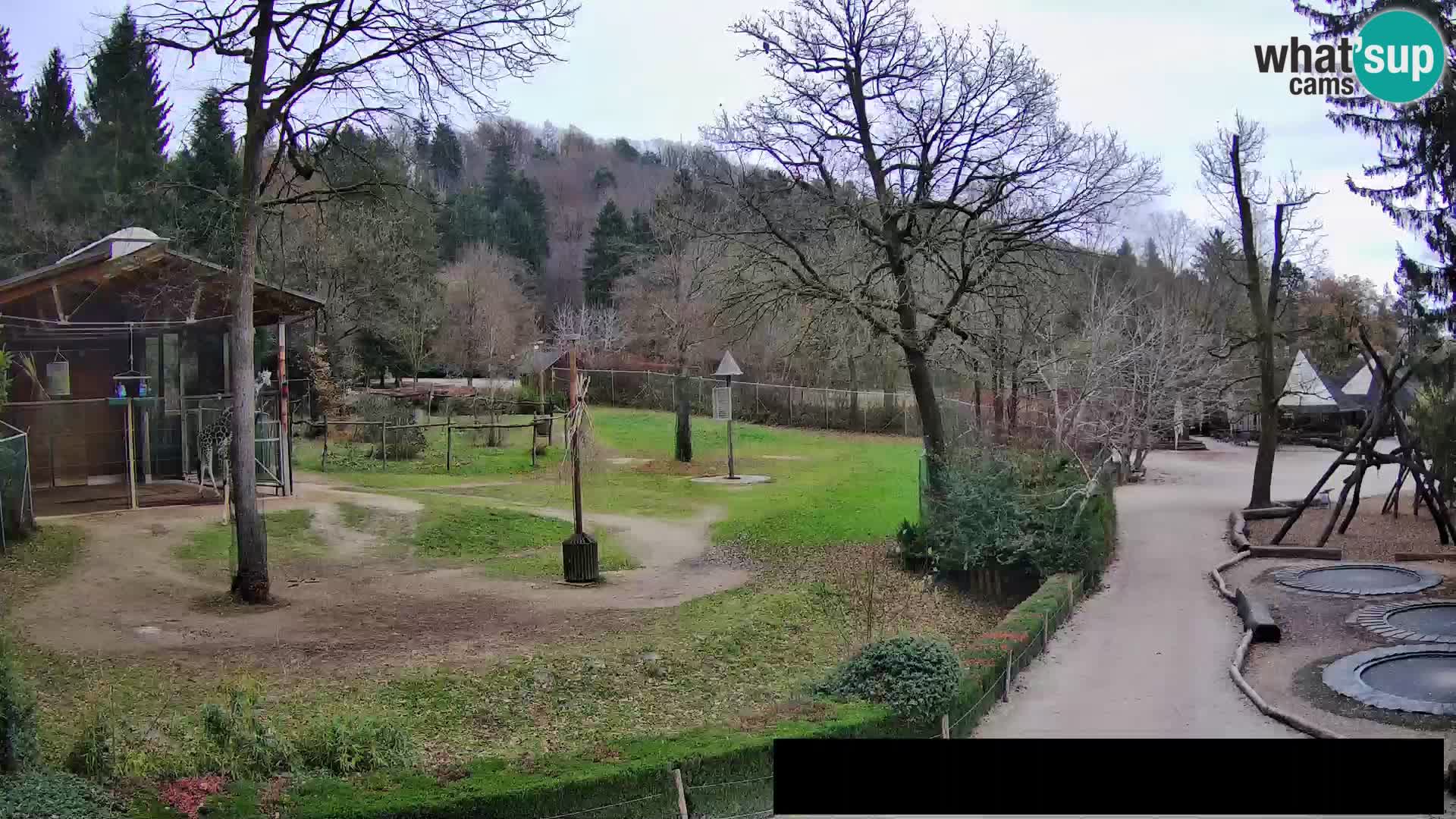 Webcam live Zoo Lubiana – Giraffe