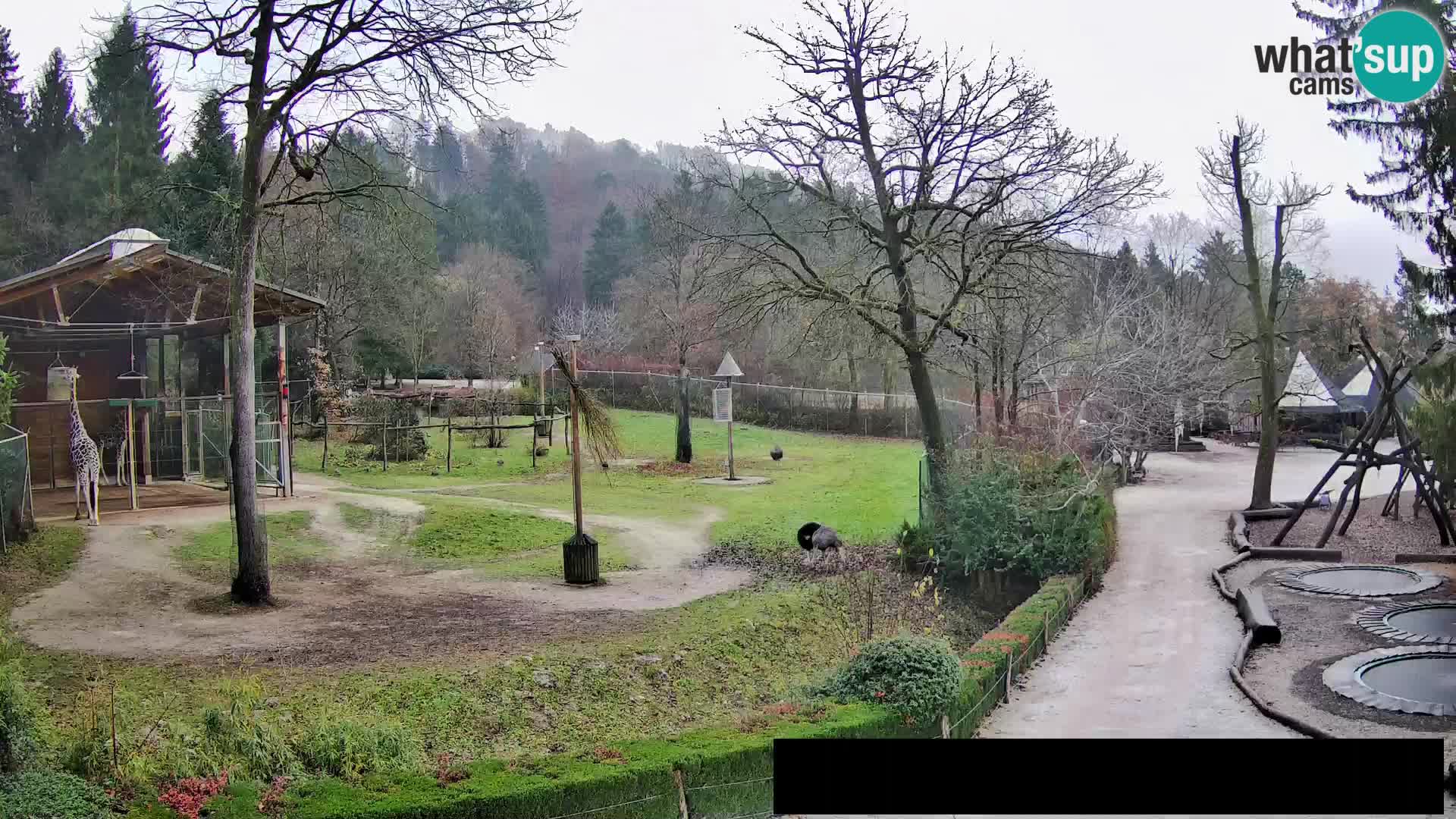 Webcam live Zoo Lubiana – Giraffe